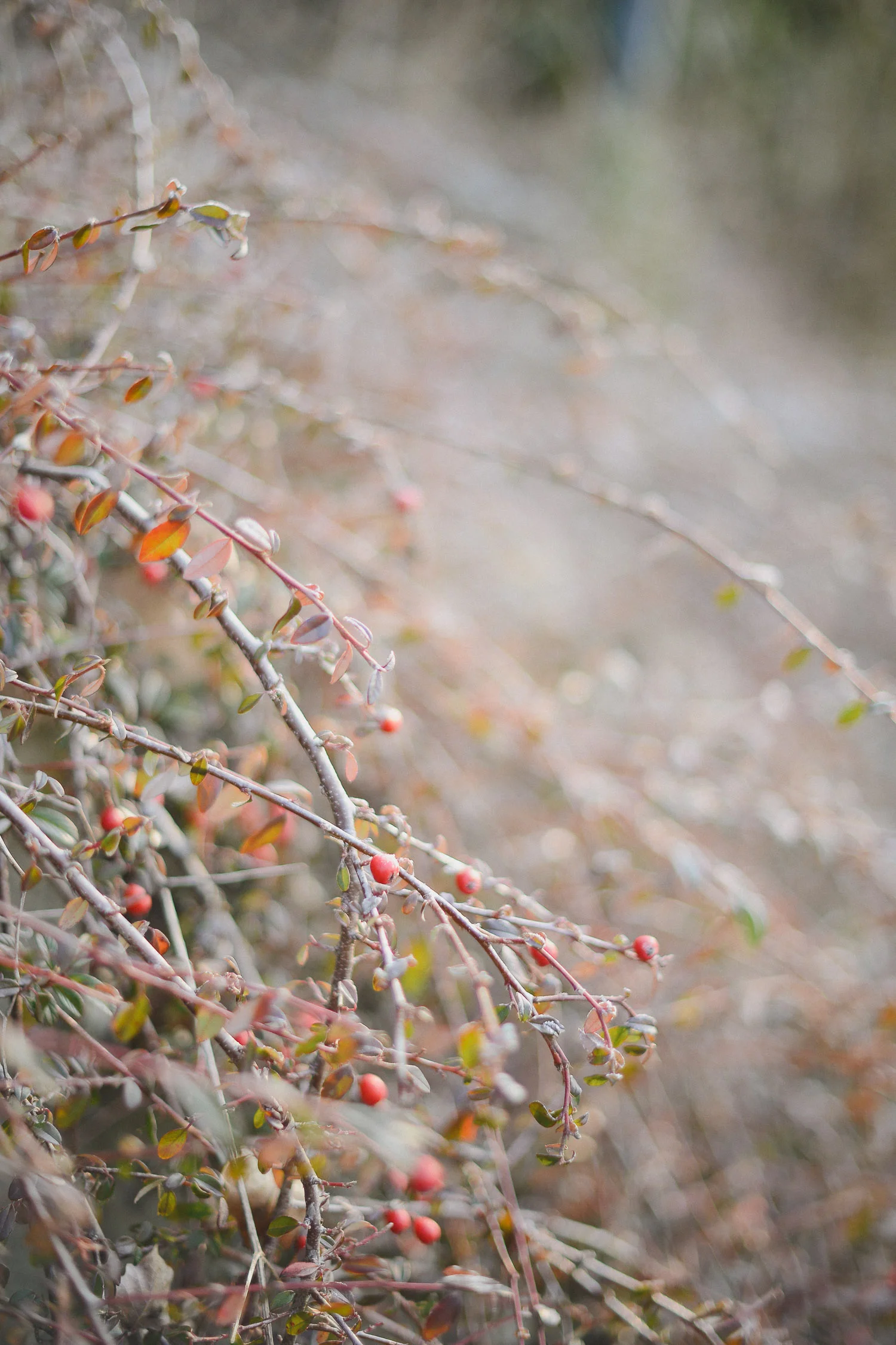 Terre Sparse-5.jpg