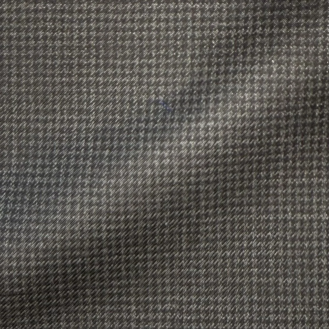 Gray Puppytooth