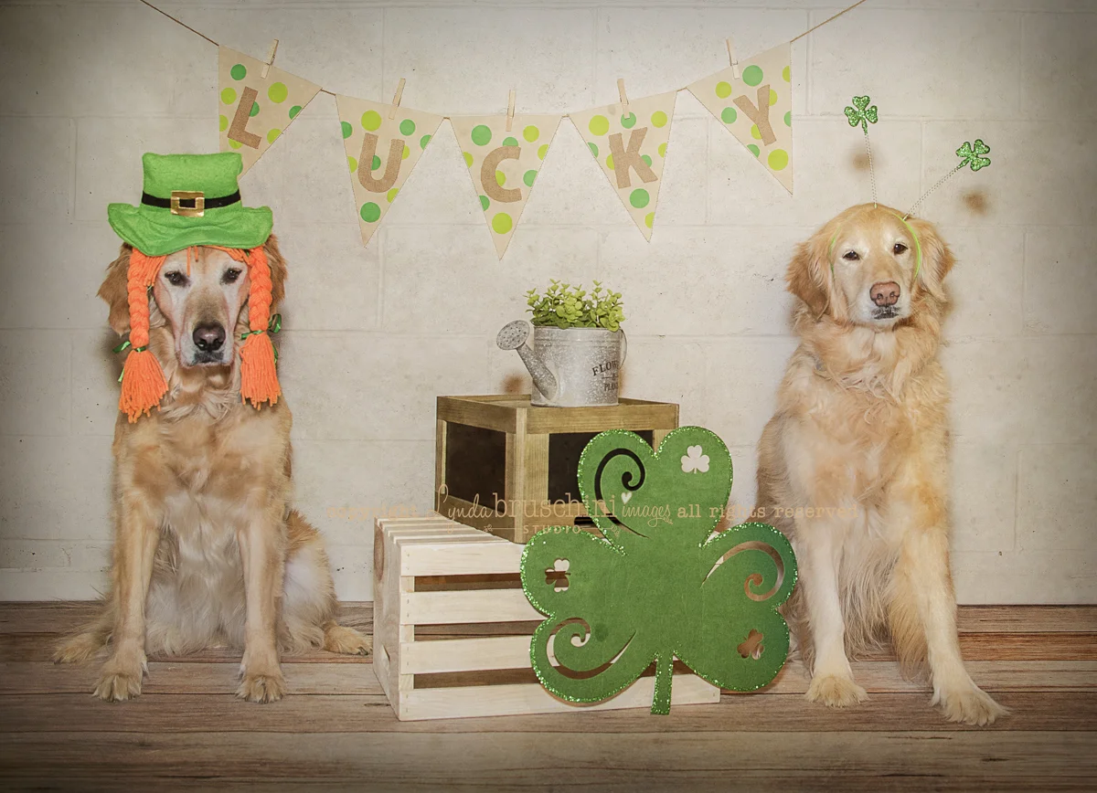 Celebrating St Patrick's day. All rights reserved by am dog training