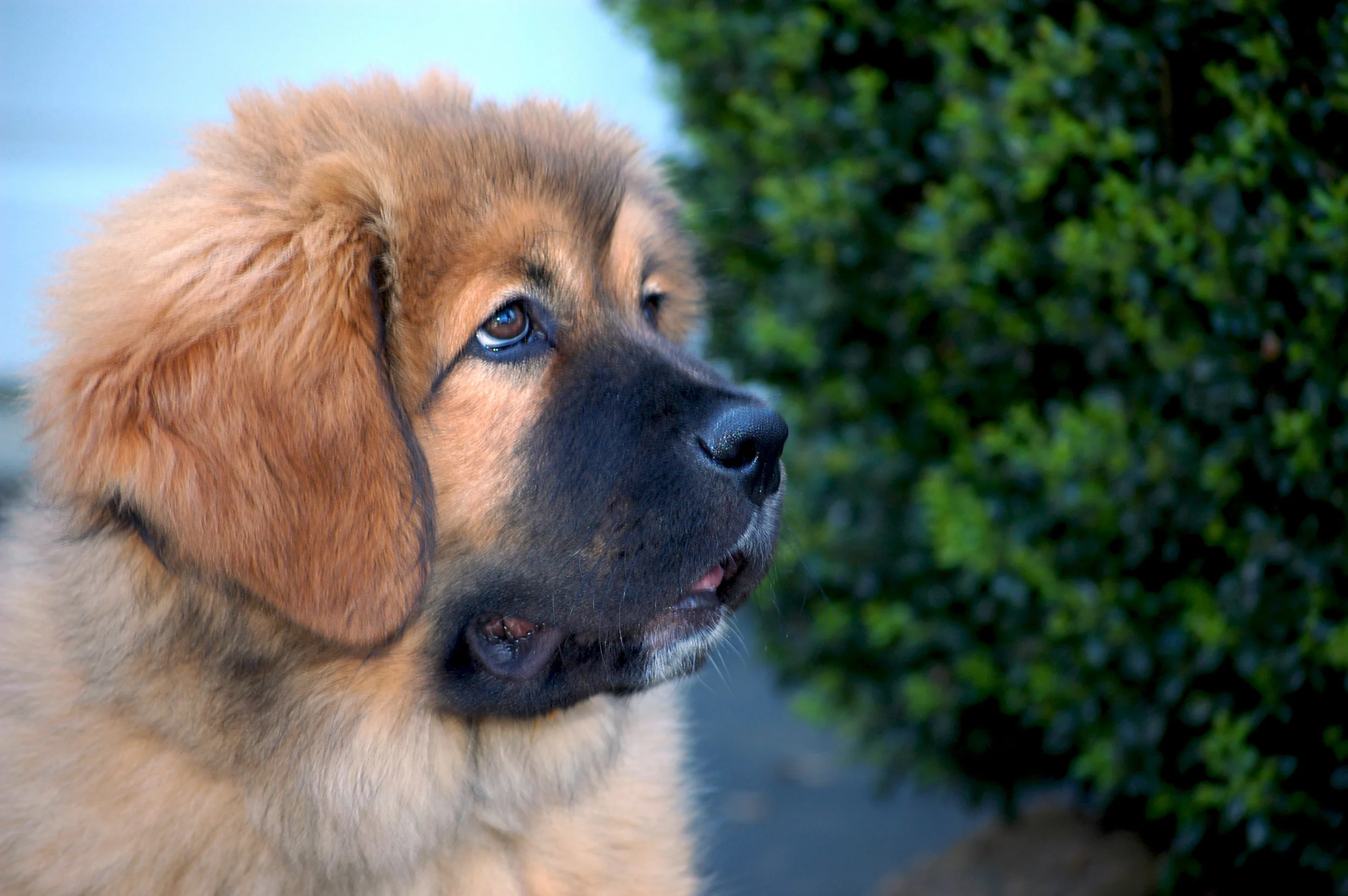 Big puppy, All rights reserved by am dog training