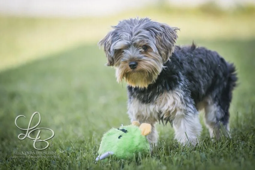Little Yorkie. All rights reserved, copyright by am dog training