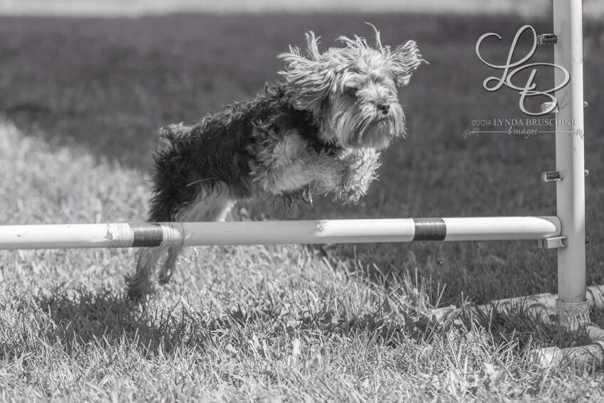 Little jumper. All rights reserved, copyright by am dog training