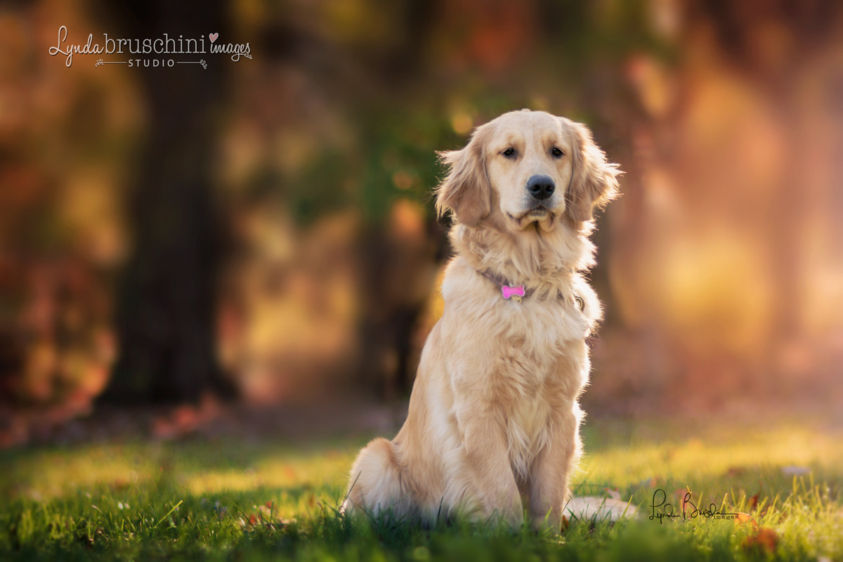Pretty girl. All rights reserved, copyright by am dog training