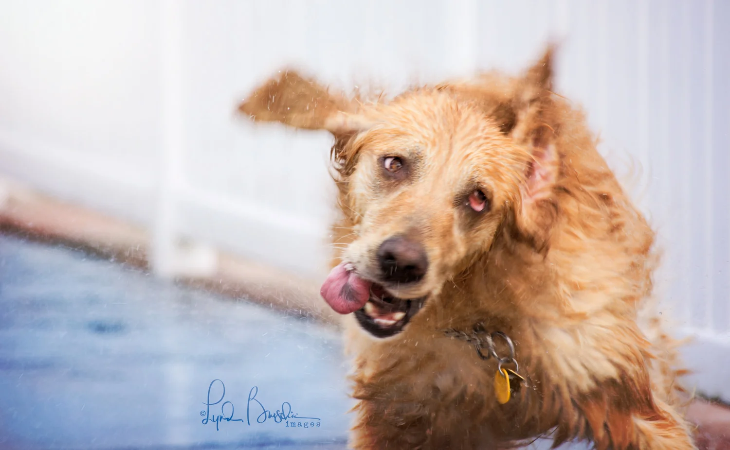 Shake it off. All rights reserved, copyright by am dog training