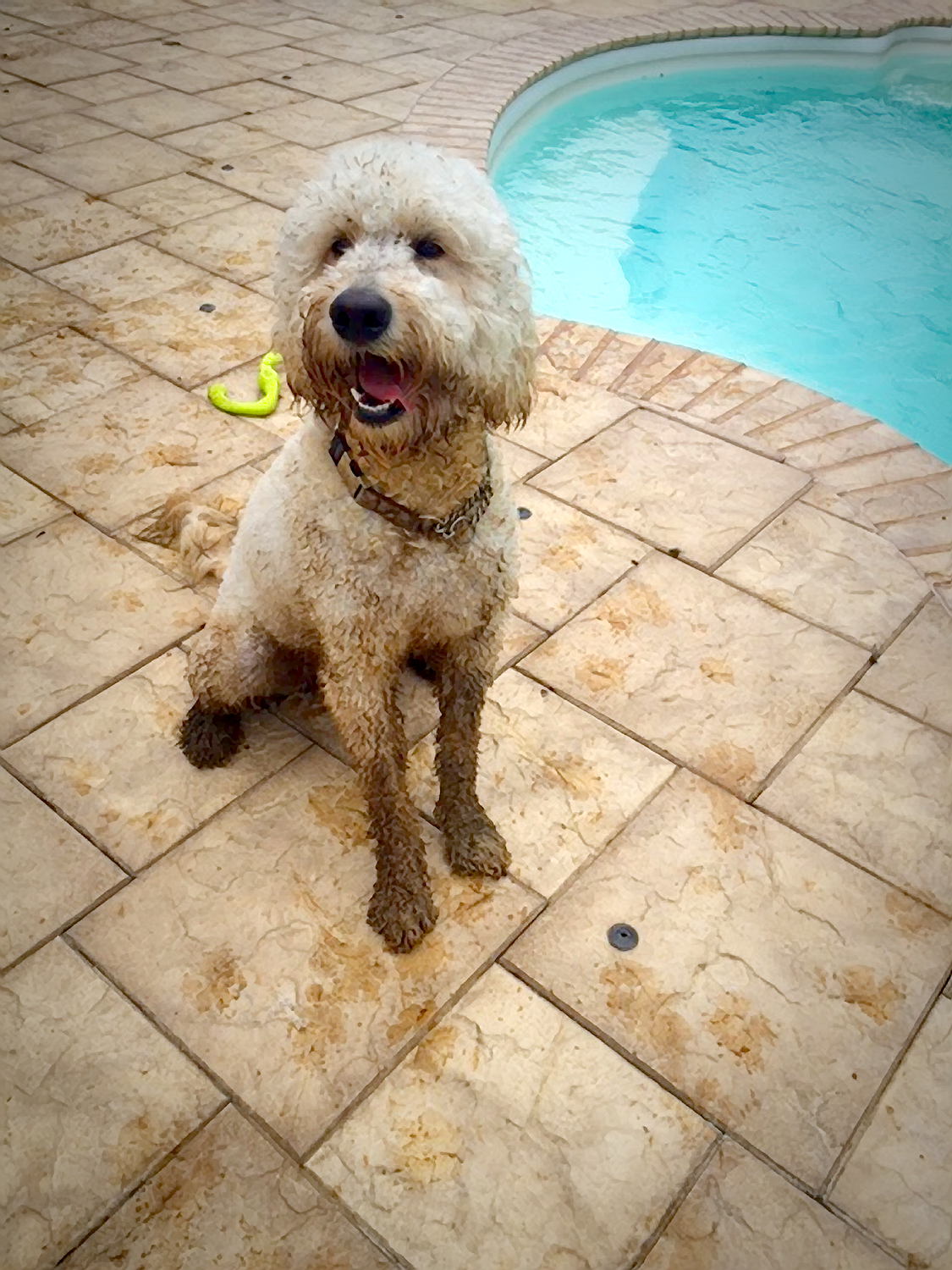 mud puppy! All rights reserved, copyright by am dog training