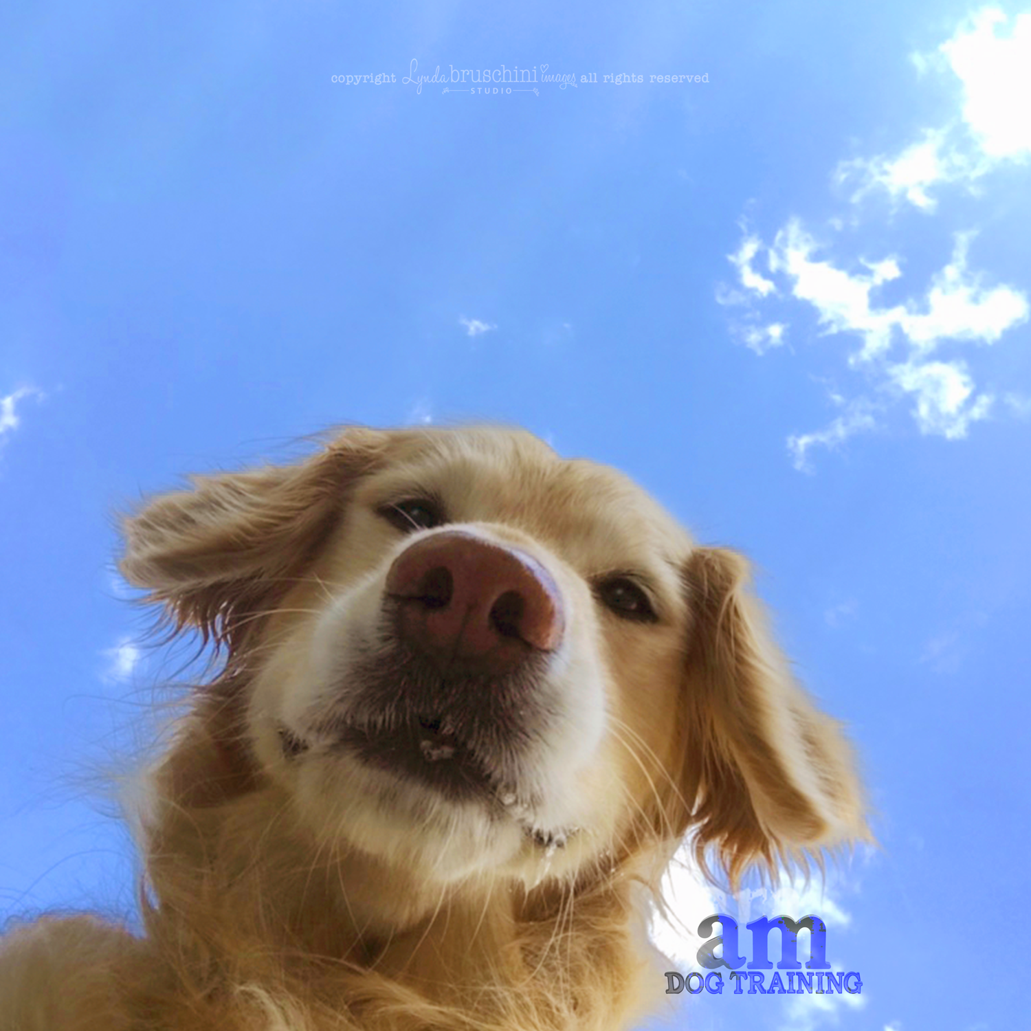 Blue skies. All rights reserved, copyright by am dog training