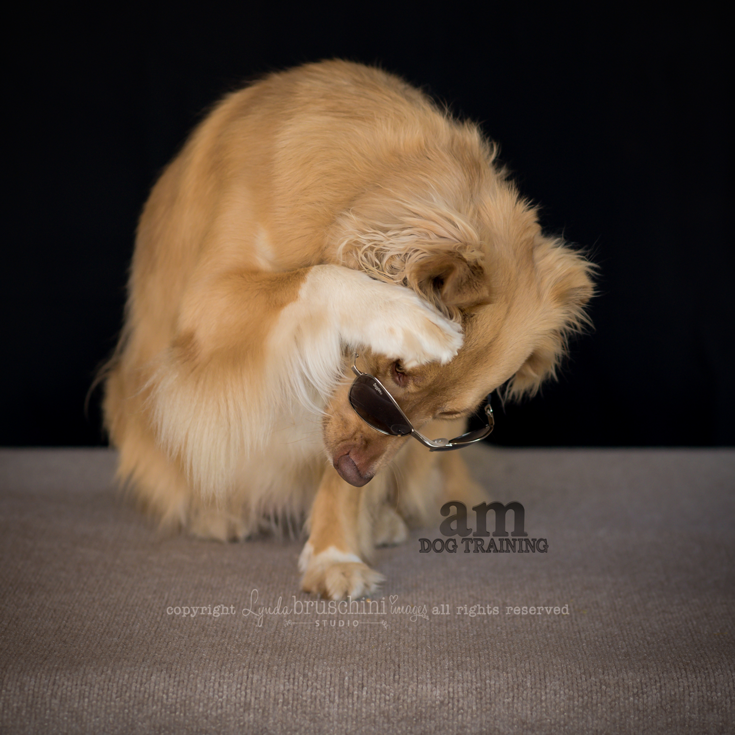 Peek-s-boo. All rights reserved, copyright by am dog training