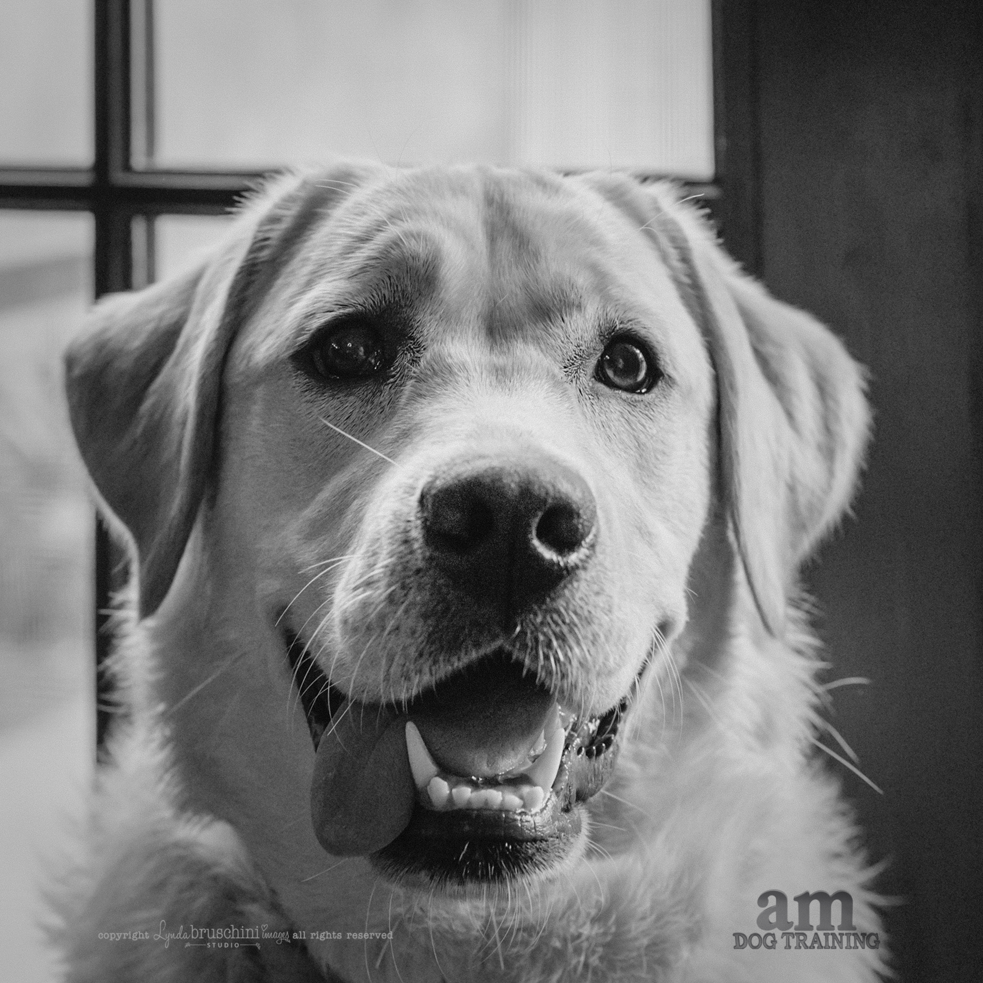 Happy face. All rights reserved, copyright by am dog training