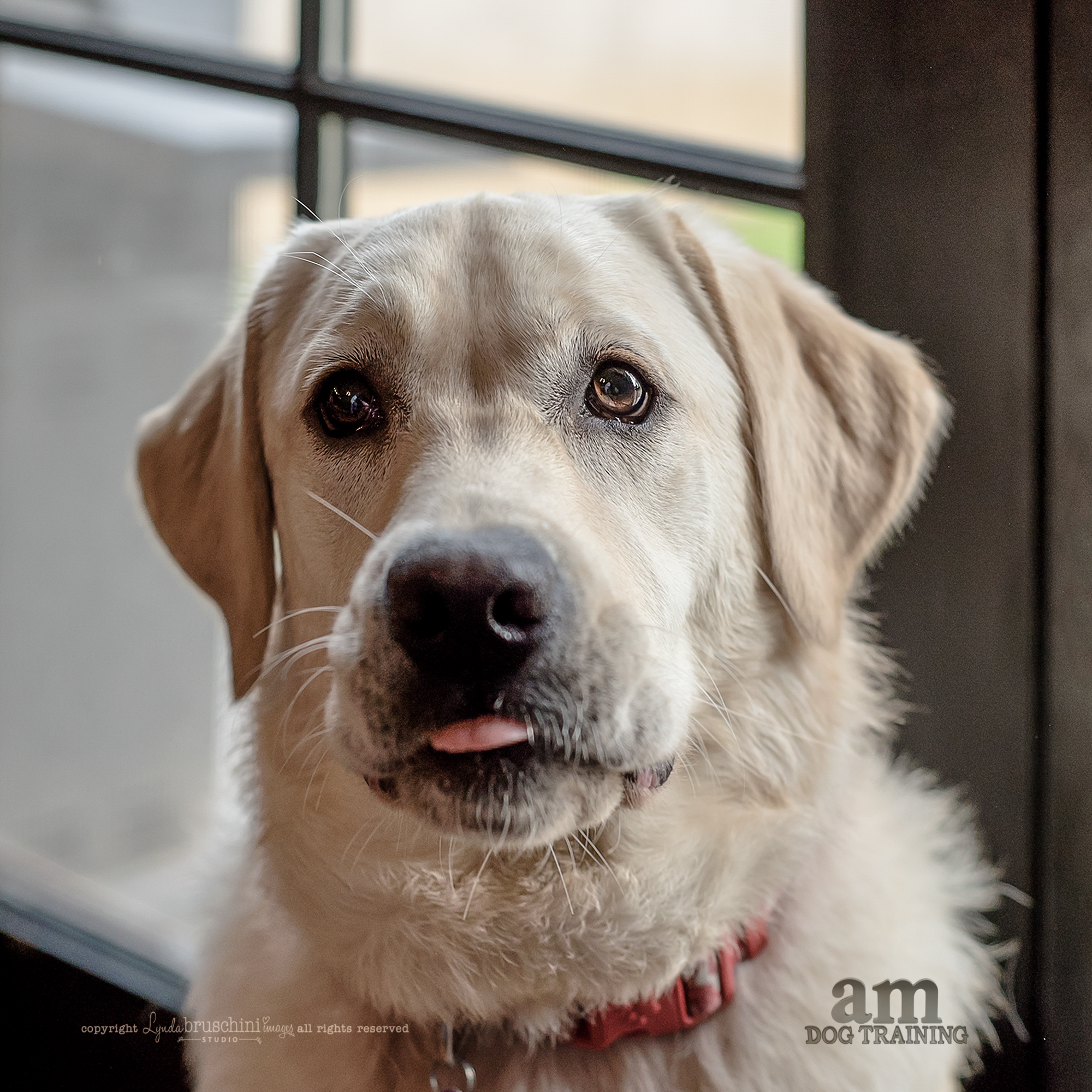 Can I lick that? All rights reserved, copyright by am dog training