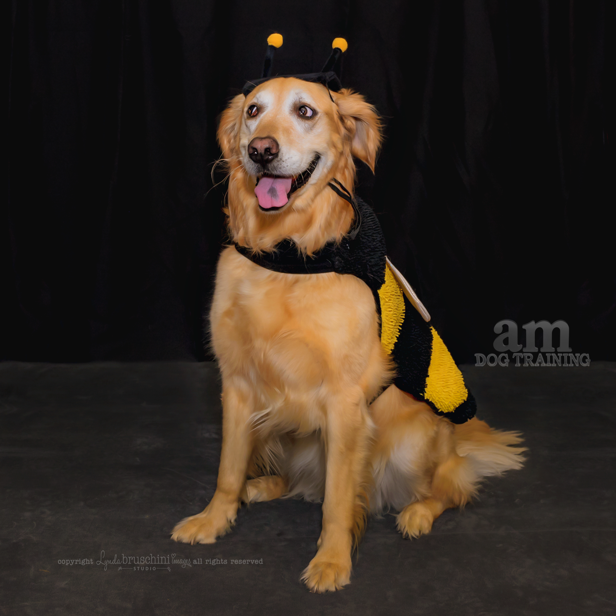 Crazy Bee. All rights reserved, copyright by am dog training