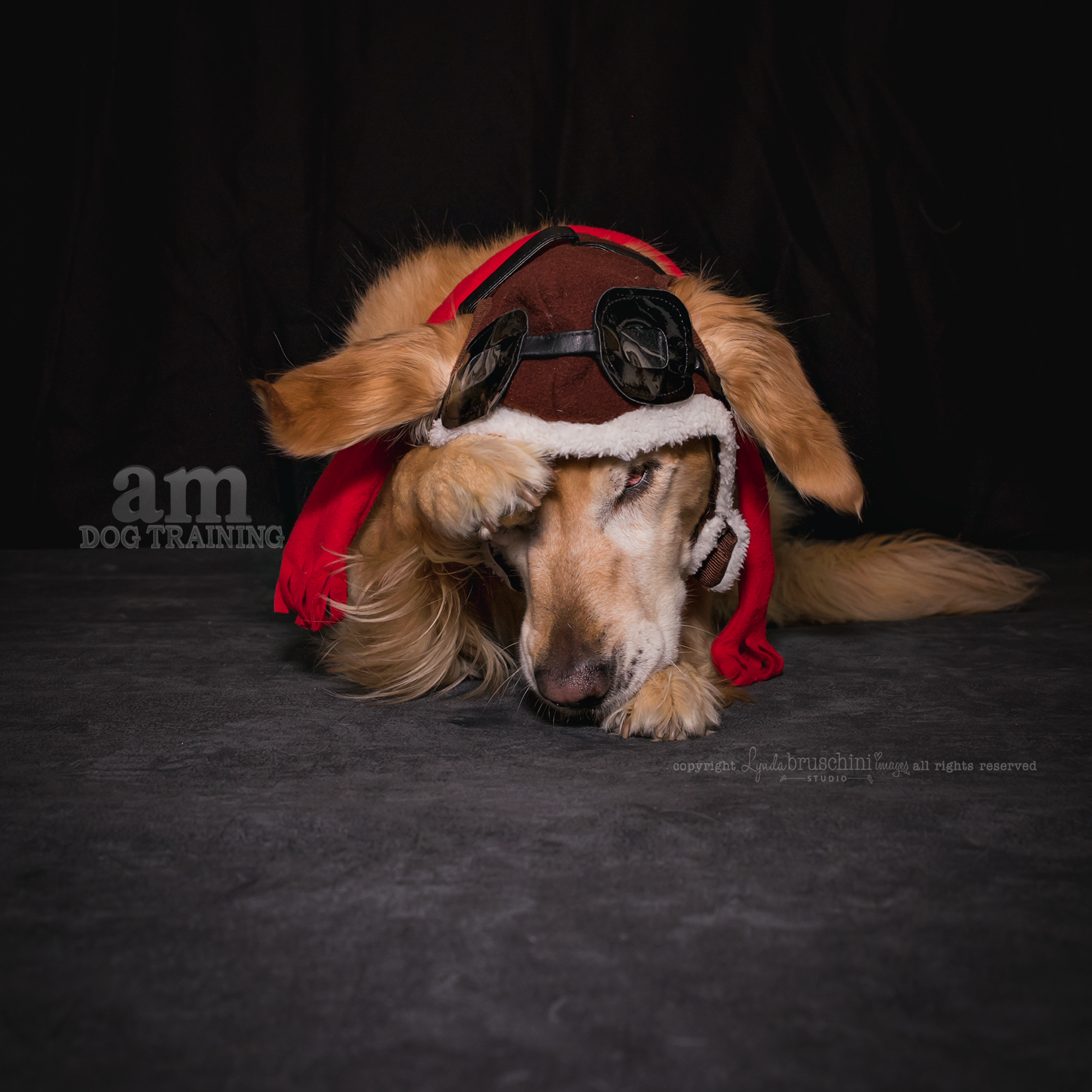 Lazy pilot. All rights reserved, copyright by am dog training