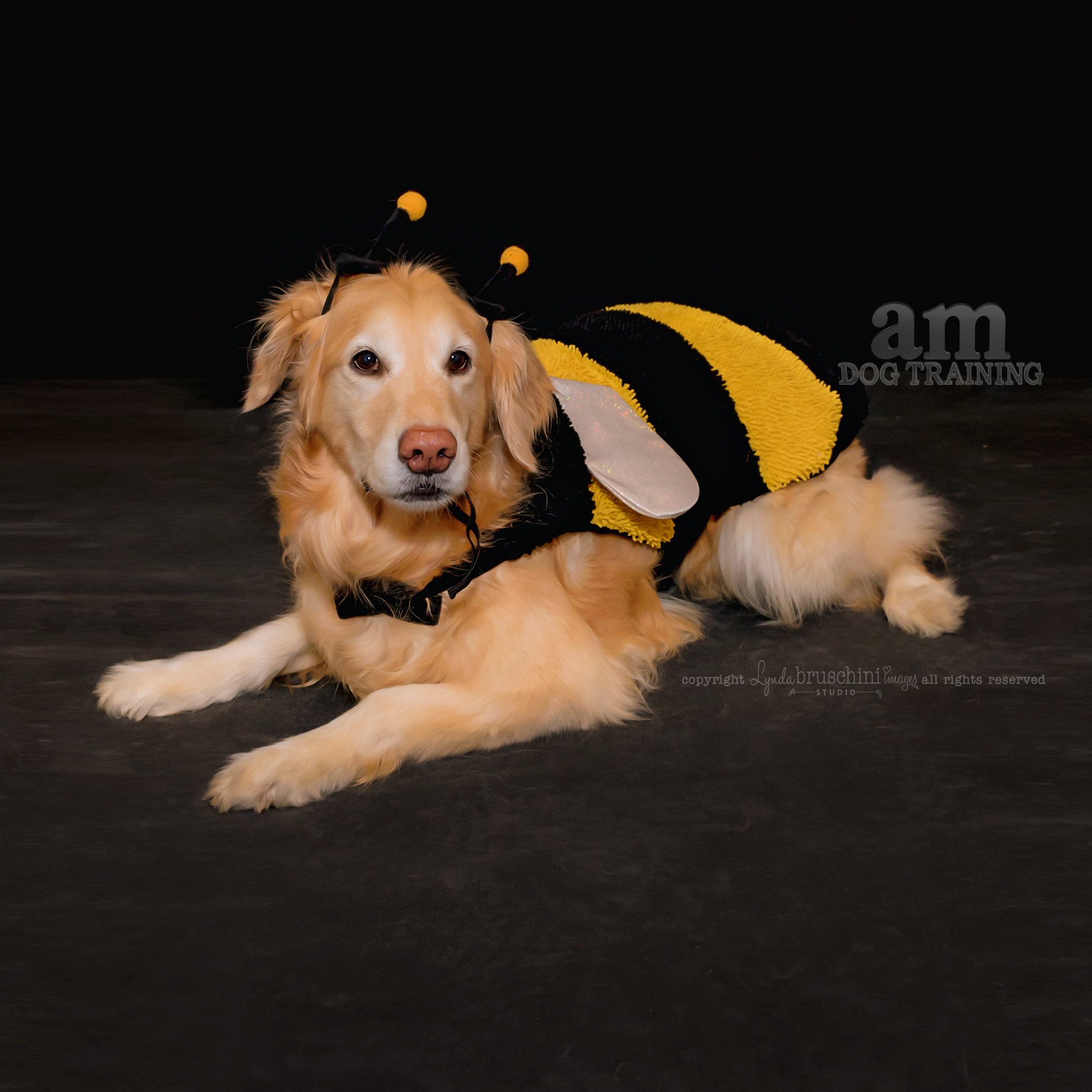 Little bee. All rights reserved, copyright by am dog training