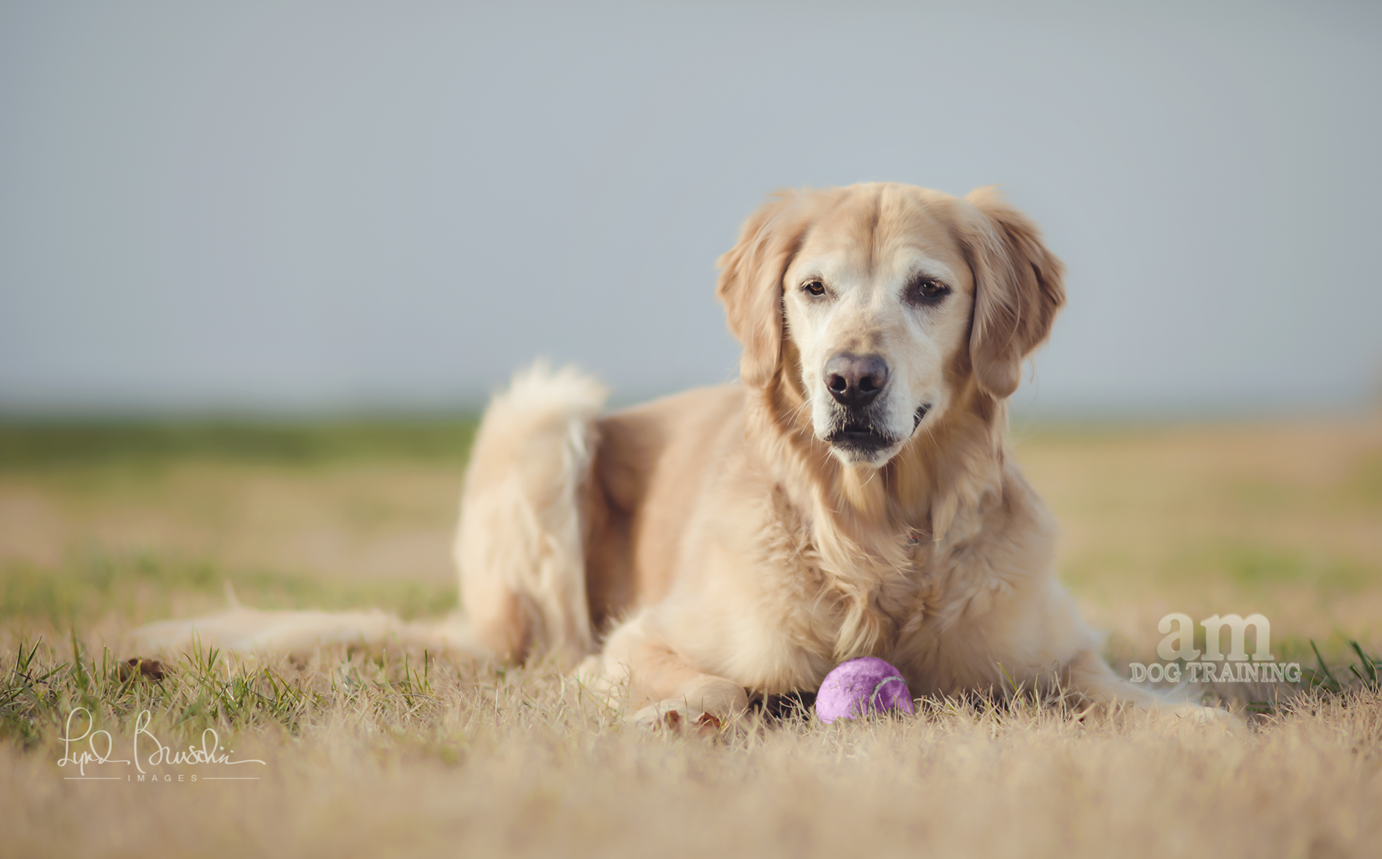 Play ball with me. All rights reserved, copyright by am dog training