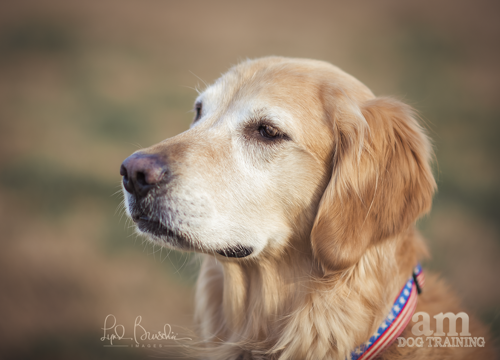 Thinking. All rights reserved, copyright by am dog training