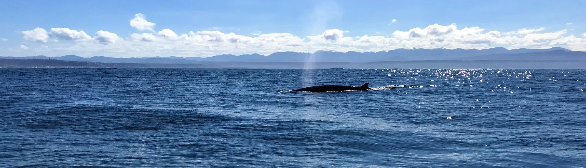 Brydes Whale.jpeg