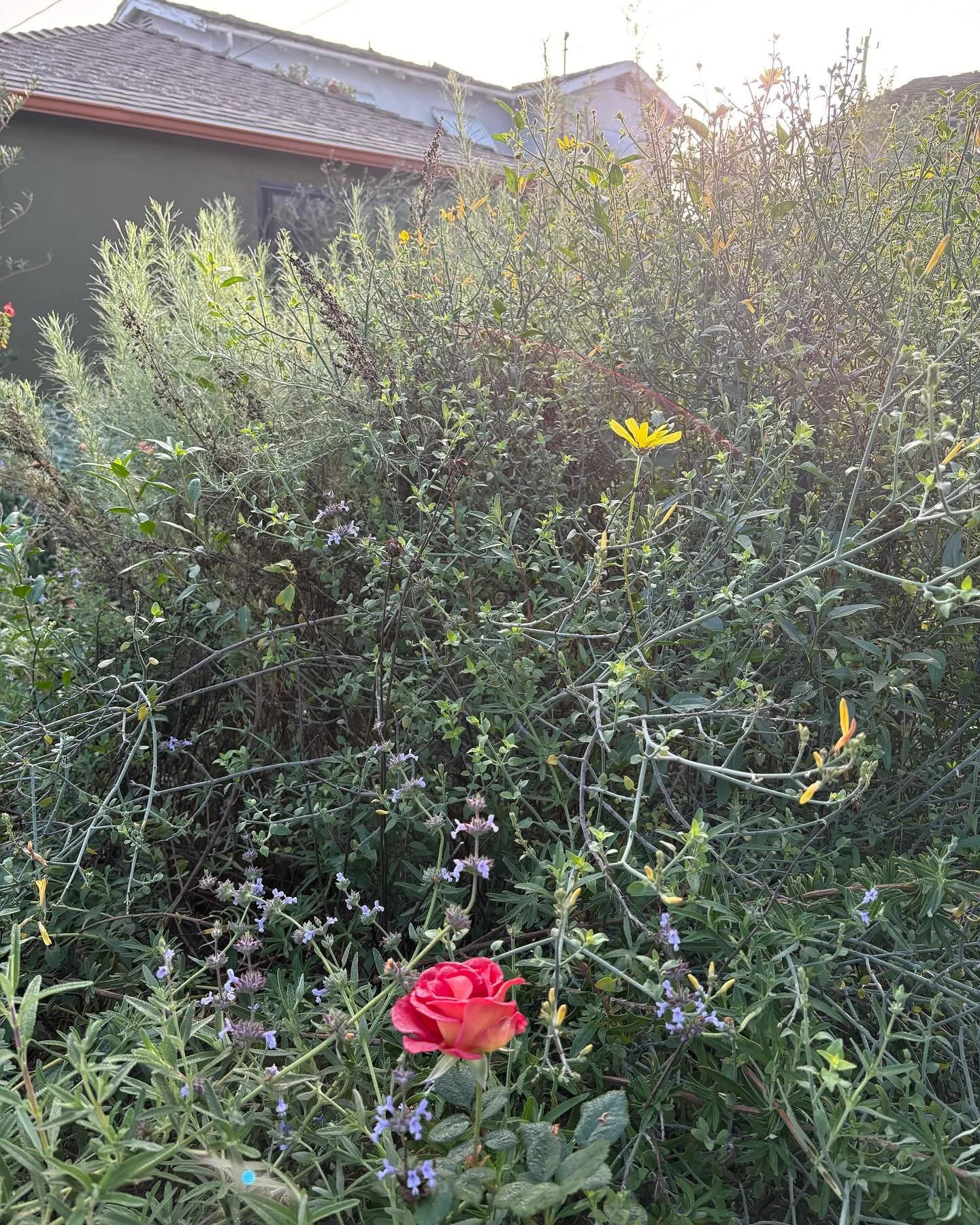 Our garden this morning was misty and fresh. Come visit this April, we&rsquo;re a stop on the @theodorepayne native plant garden tour. Peaceful weekend to you. 🌳🍃🍂🪾🌼🥀