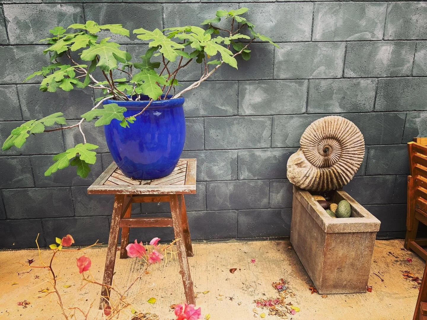 A few photos all from this morning, Oct 7, in the rear garden. Very happy to announce that our home will be featured on the @theodorepayne spring 2026 Native Plant Garden Tour! It&rsquo;s a cacophany of natives, plus fig, pomegranate, olive, and all 