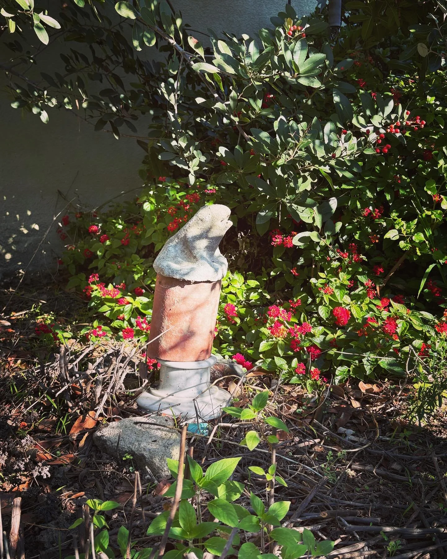 9am, dec 4 2025, in the CA native / drought-tolerant garden

#californianativeplants #rewilding