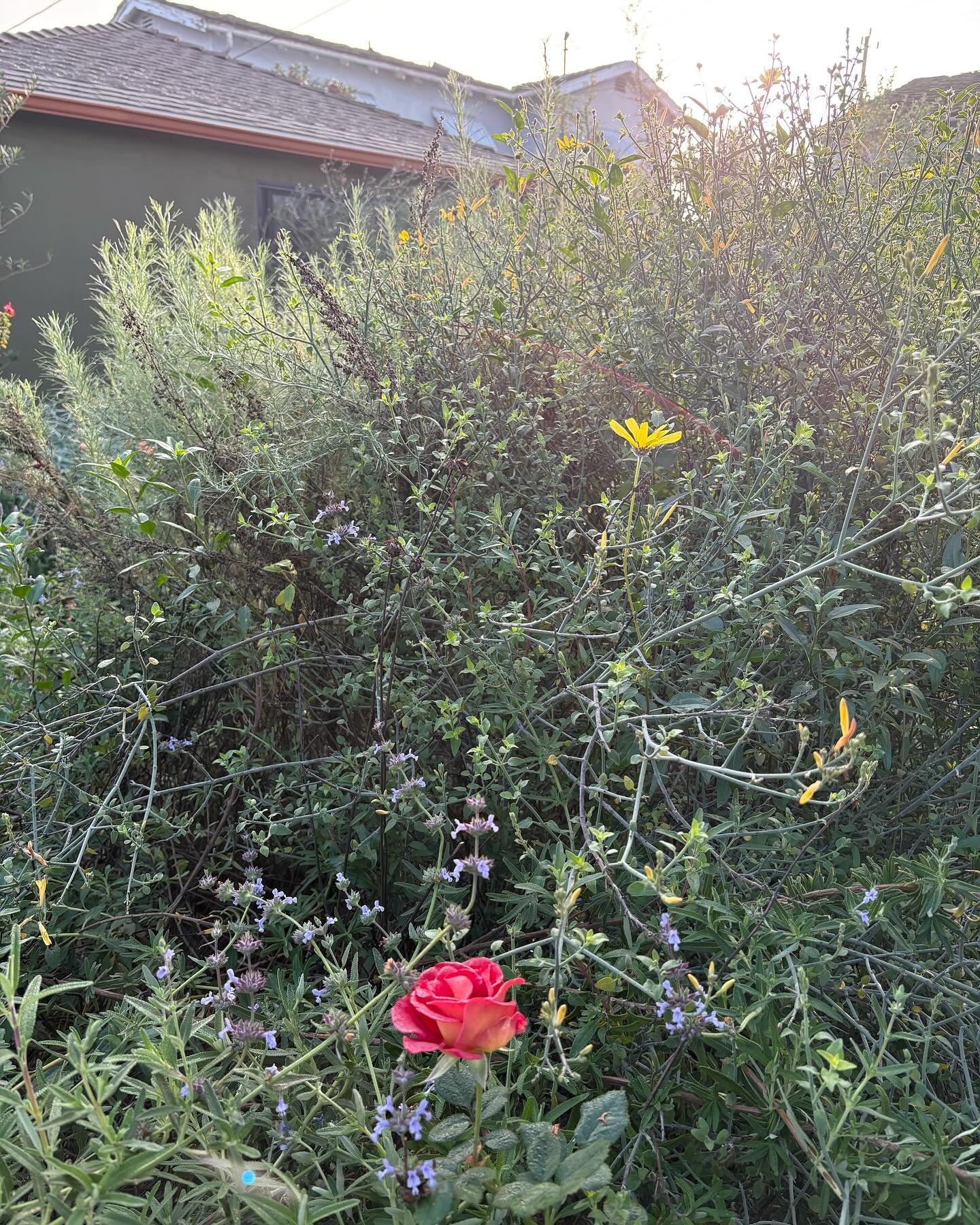 Our garden this morning was misty and fresh. Come visit this April, we&rsquo;re a stop on the @theodorepayne native plant garden tour. Peaceful weekend to you. 🌳🍃🍂🪾🌼🥀