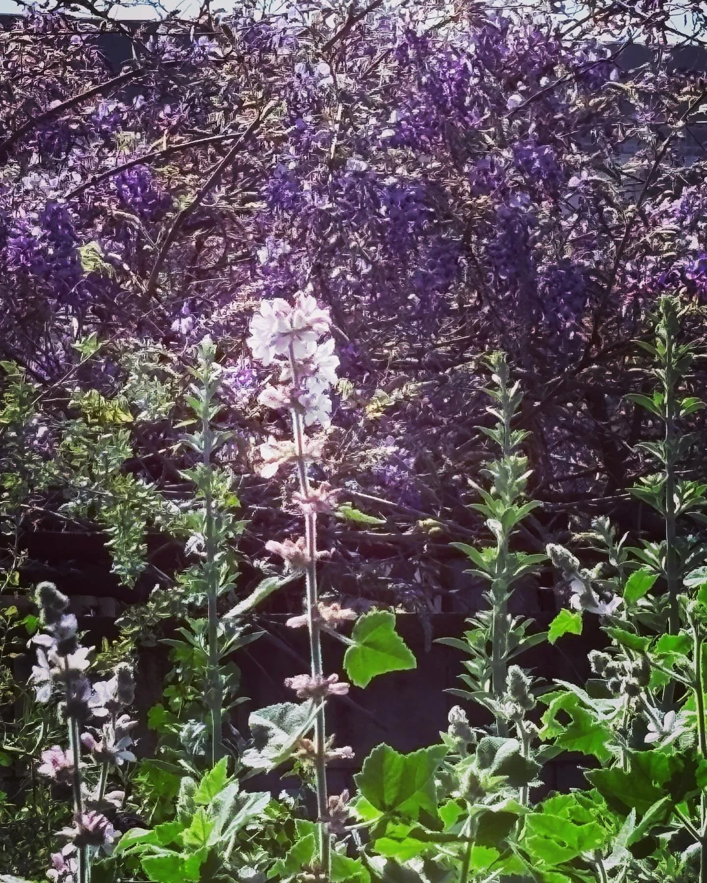 Come visit me in paradise, which is naturally Burbank, California, on the Theodore Payne Foundation&rsquo;s Native Plant Garden Tour! 🌼

I will show you the writing studio where, instead of writing, I listen to the fountain, watch hummingbirds dive-