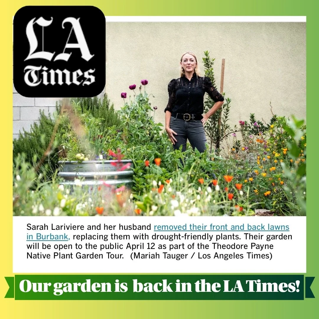 Last week LA Times writer @lisaboone99 published a list of 19 spring garden tours around Southern California, which includes this photo from the story she wrote back in 2022 about our garden, now a stop on the 2026 @theodorepayne Native Plant Garden 