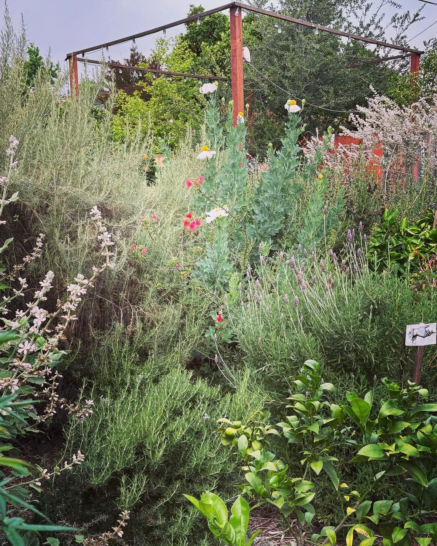 🌳Tomorrow! (Sat. 4/11) 10-5! 🌳Come visit my garden and my writing studio! Burbank Goes Wild on the @theodorepayne Native Plant Garden Tour! 🐝🐝🐝

#nativeplants #nativeplantgardentour #californianativeplants