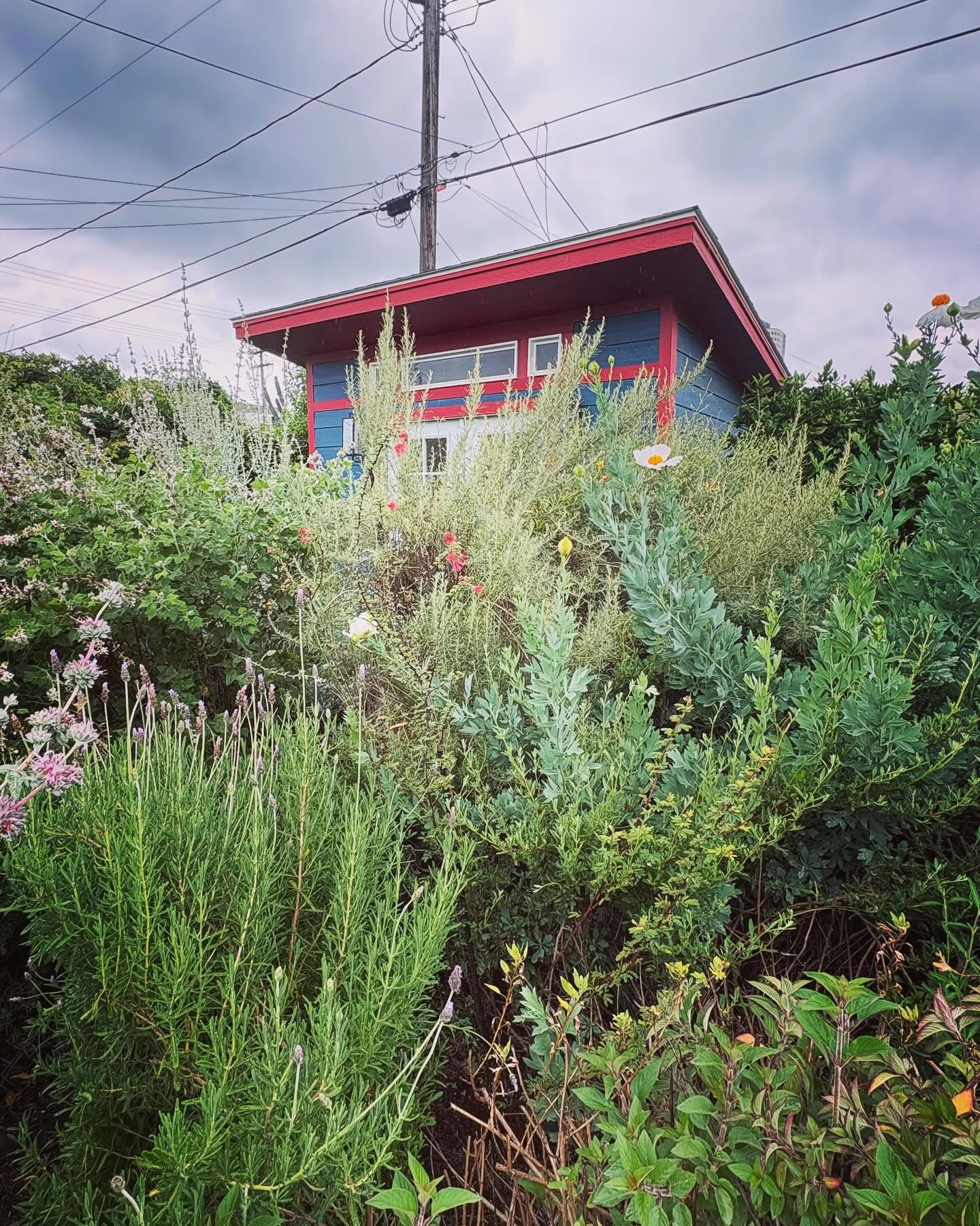 A huge thank you to the hundreds of CA native plant lovers who stopped by on Saturday to visit my garden and writing studio. 💚 And to @theodorepayne for the chance to make connections with neighbors and like-minded souls. 🌳🌞🐝 A magical day to rem