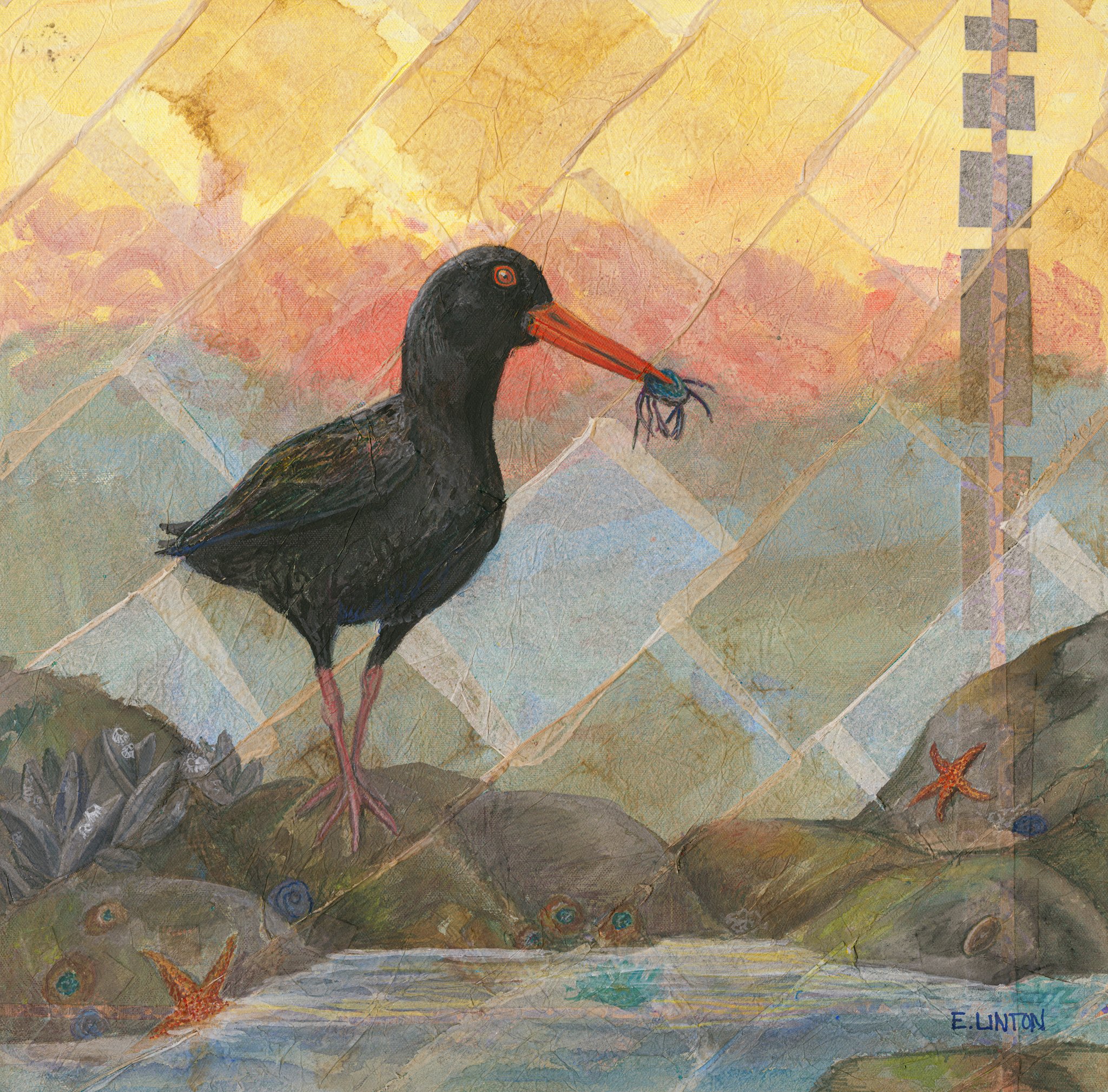 Black Oystercatcher PRT.jpg