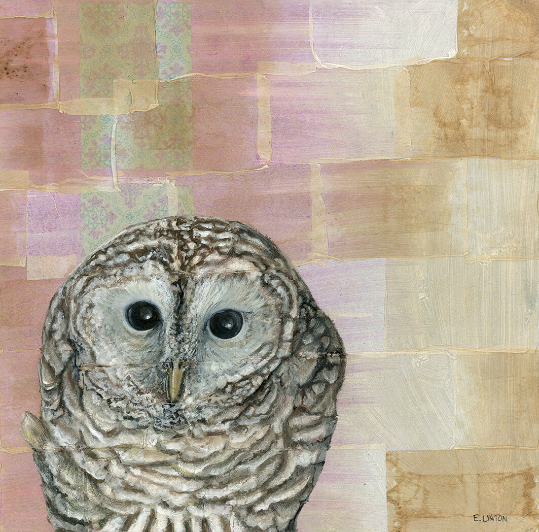 Barred Owl