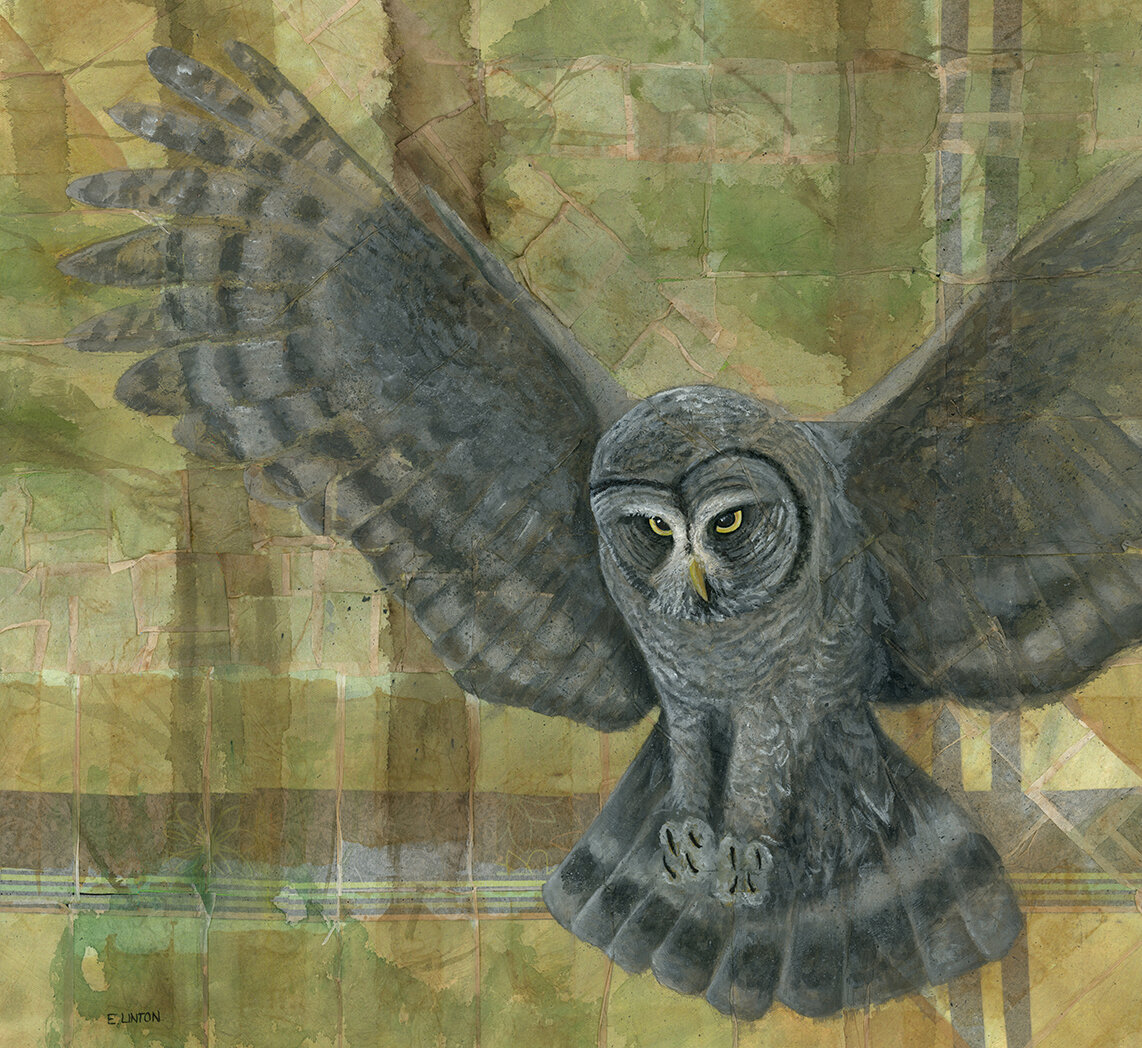 Great Gray Owl