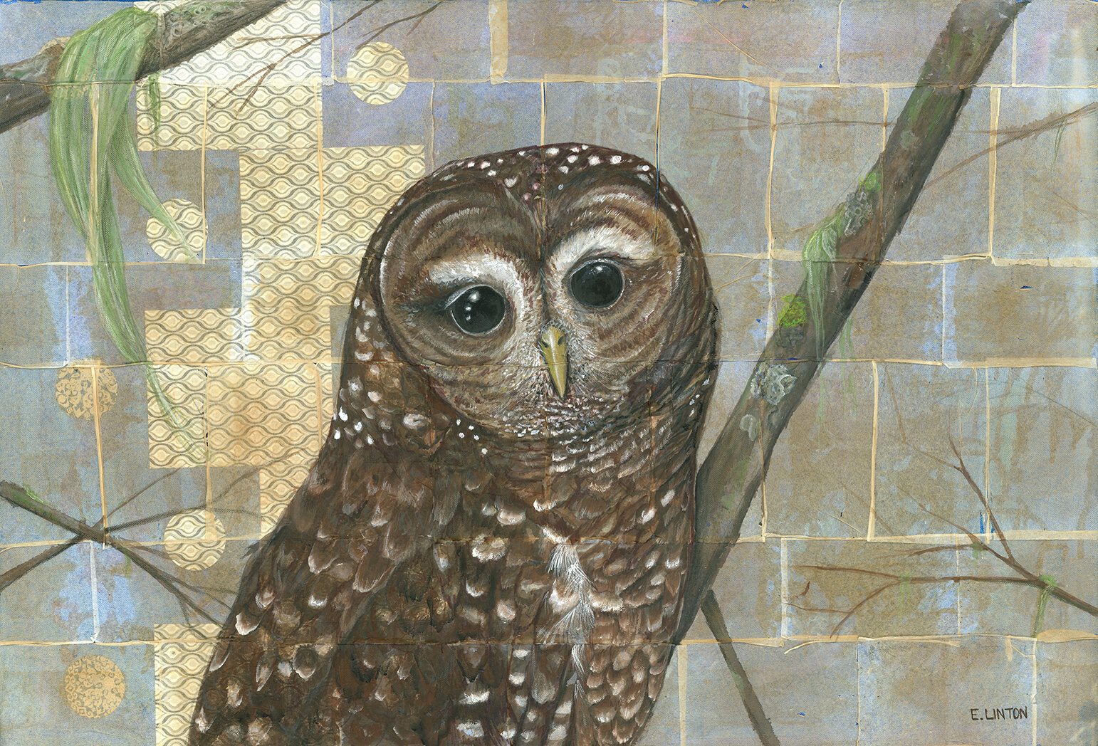 Spotted Owl 
