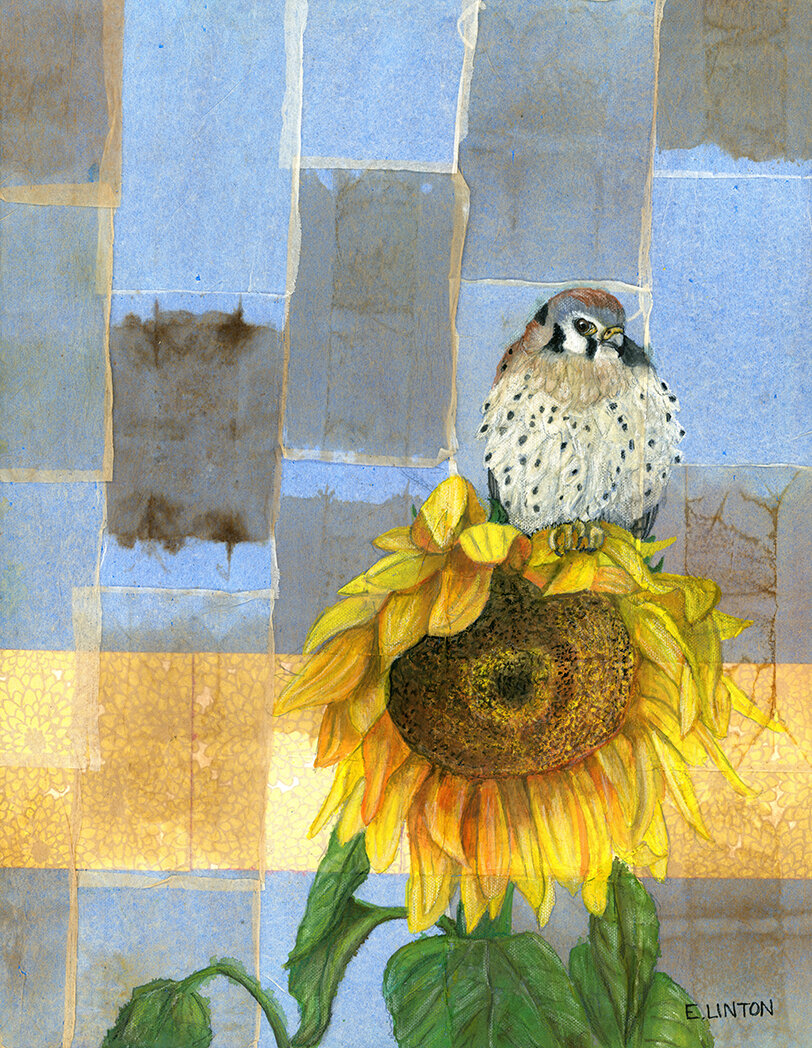 American Kestrel on Sunflower