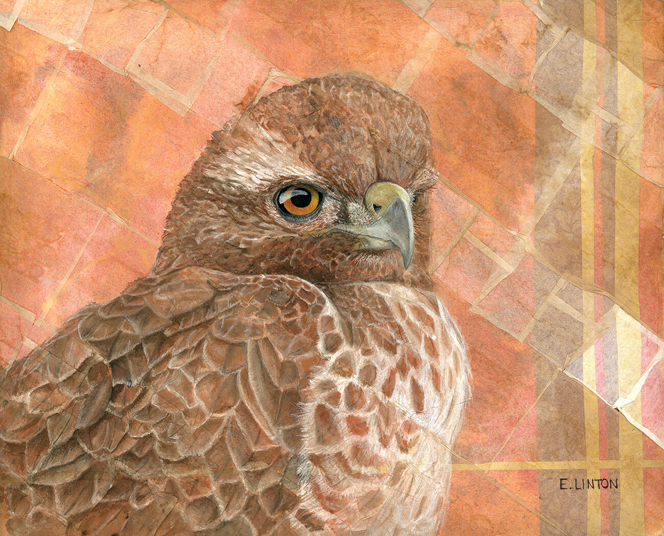 Red-Tailed Hawk 