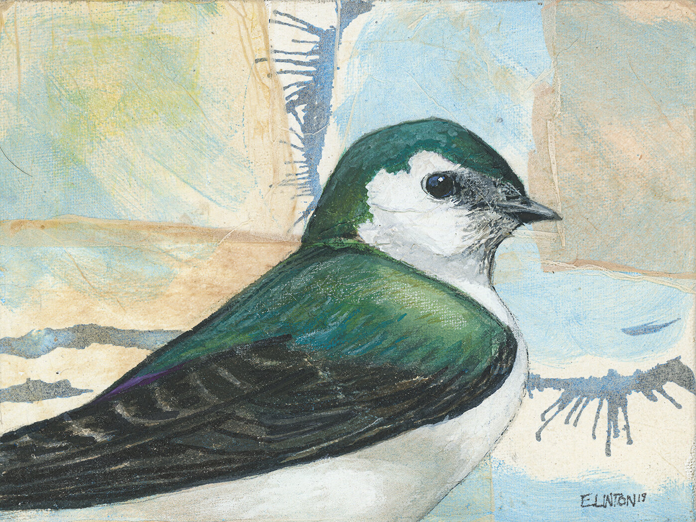 Violet-green Swallow  