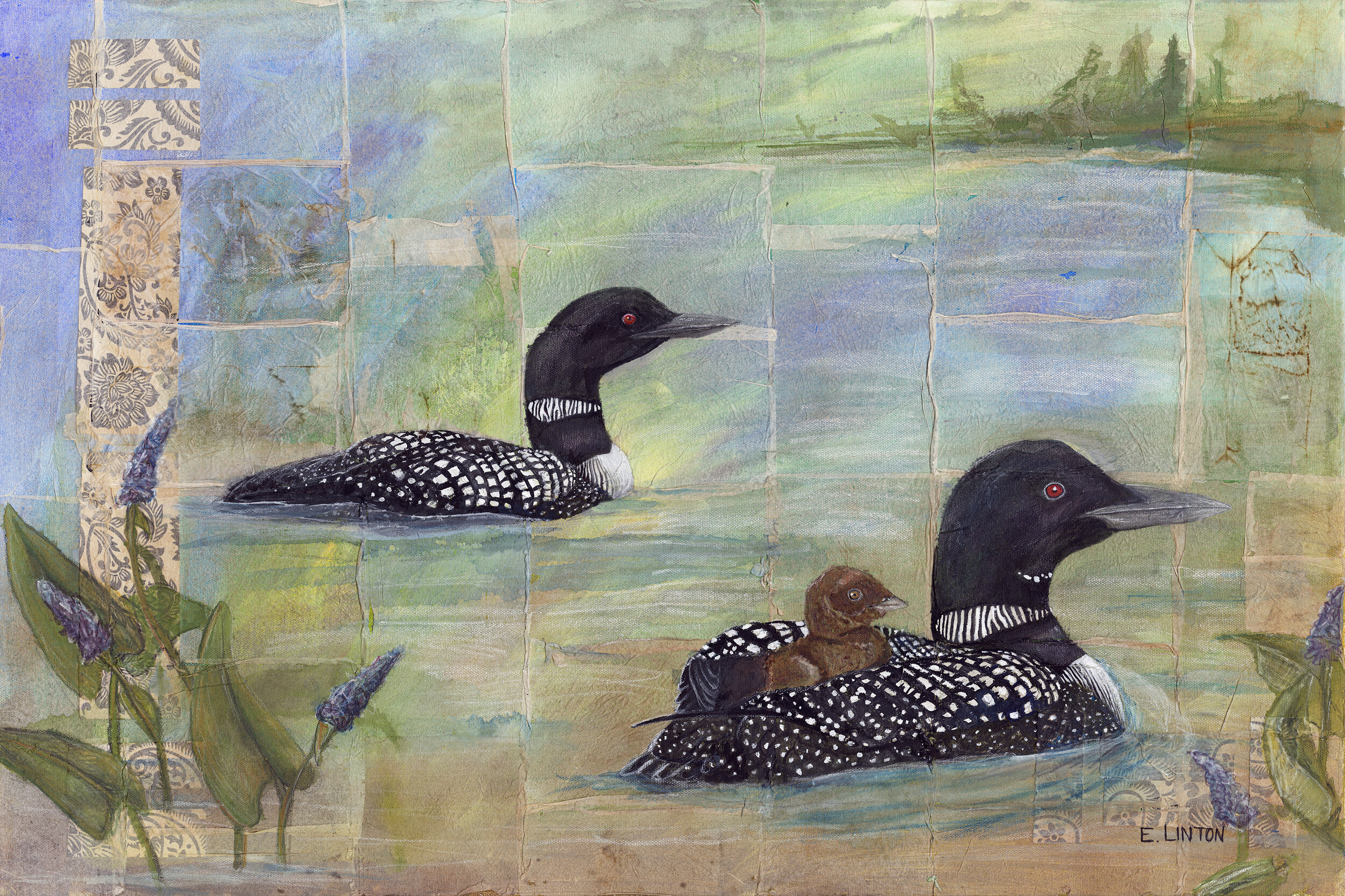 Common Loons 