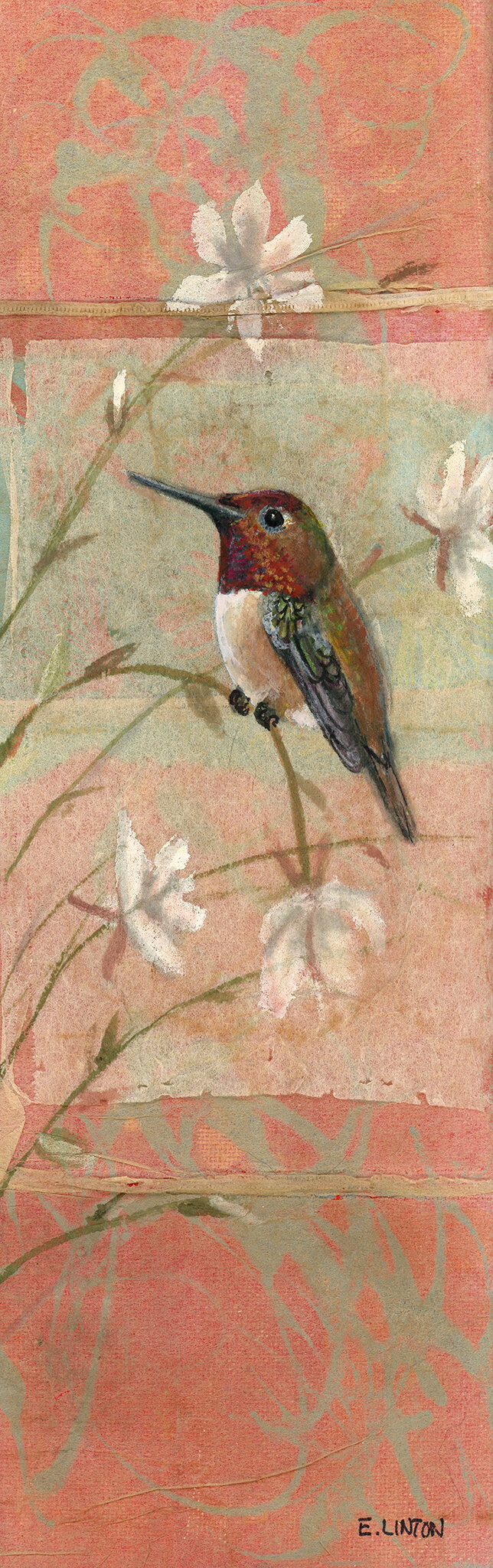 Rufous Hummingbird Long 
