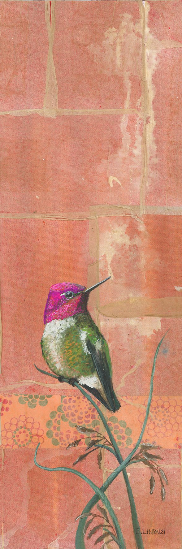 Anna's Hummingbird on Bullrush