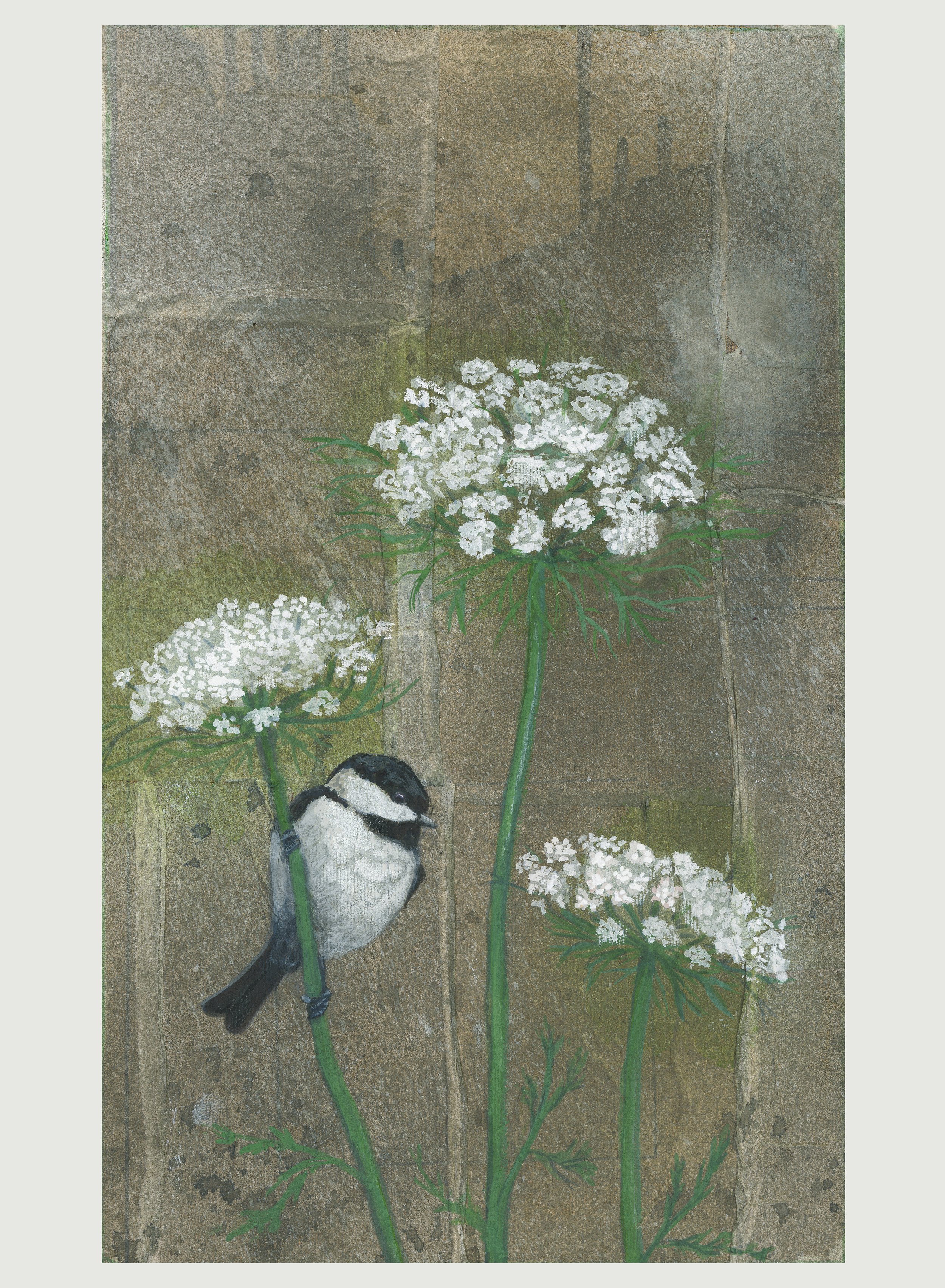 Black-capped Chickadee on Queen Anne's Lace 