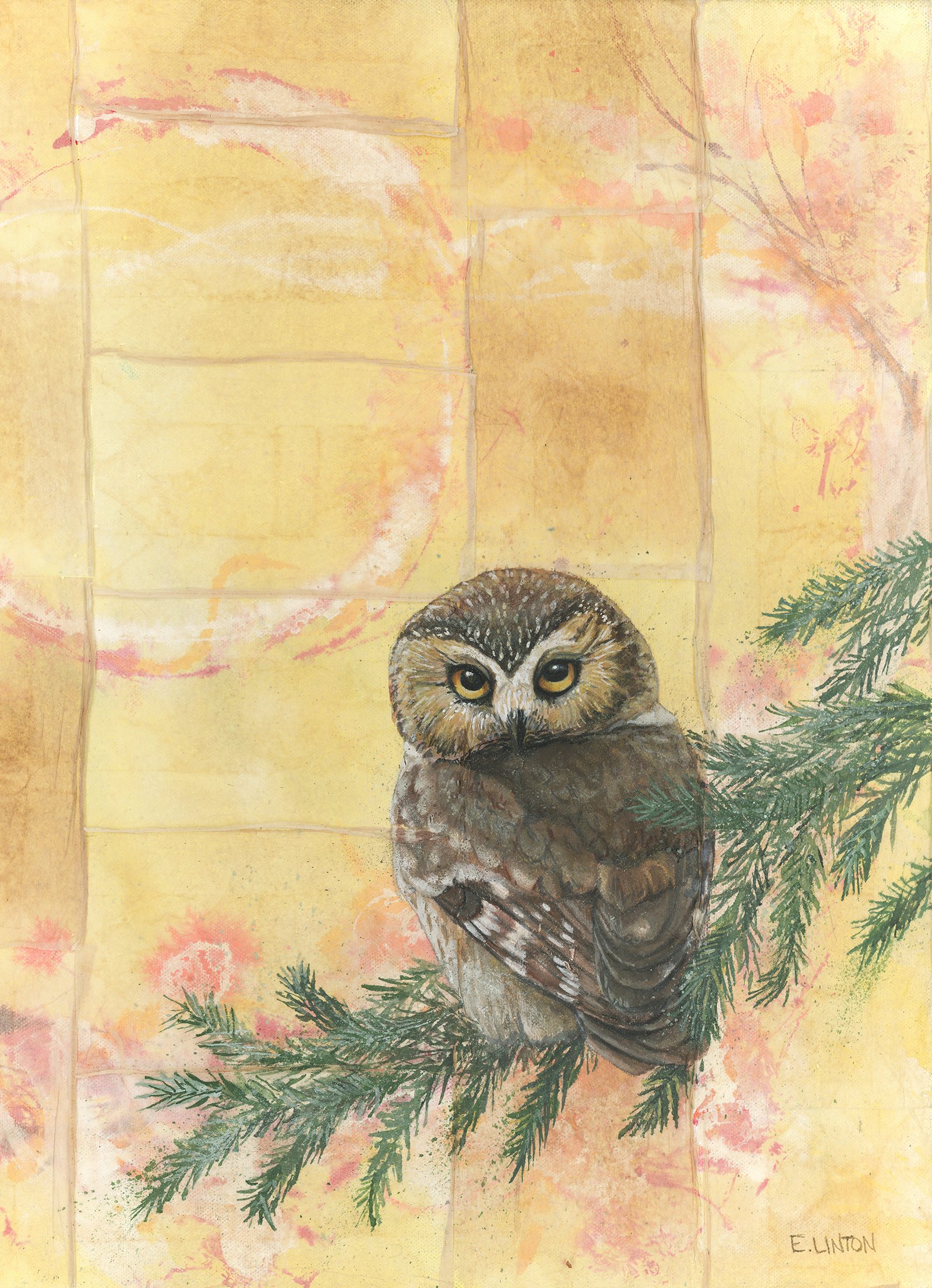 Northern Saw-whet Owl 