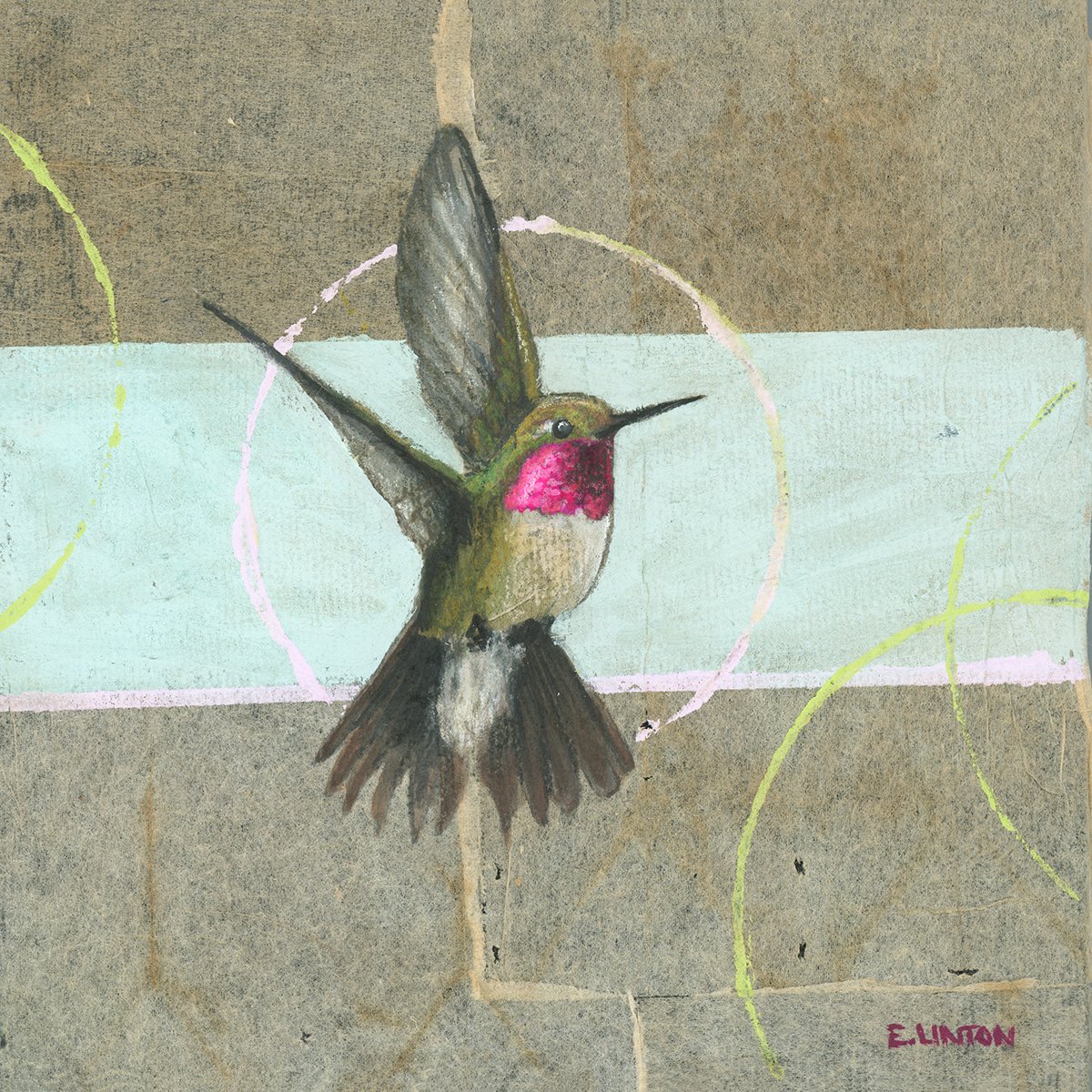 Broadtailed Hummingbird 