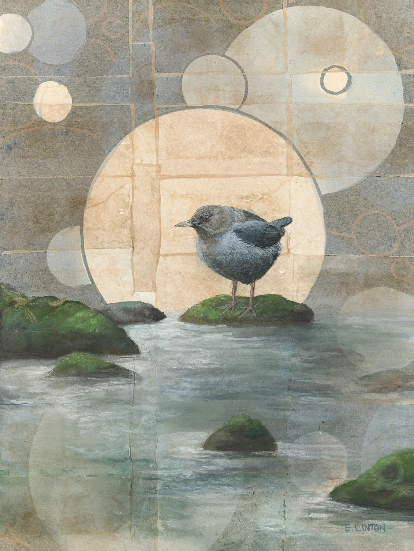Americcan Dipper