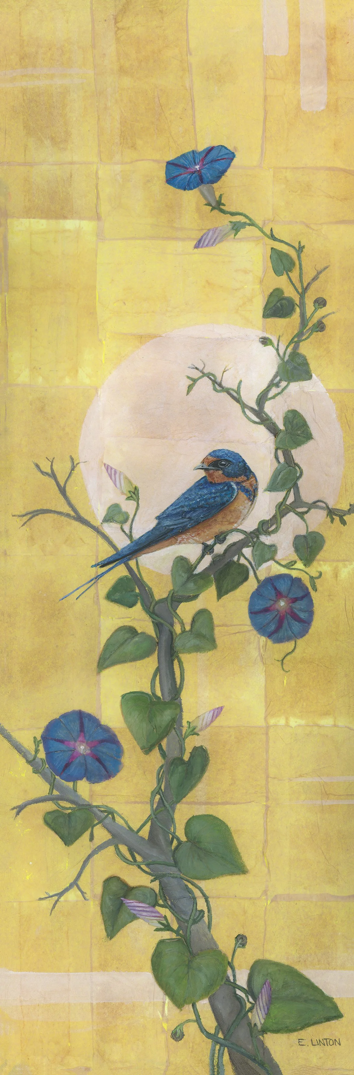 Barn Swallow