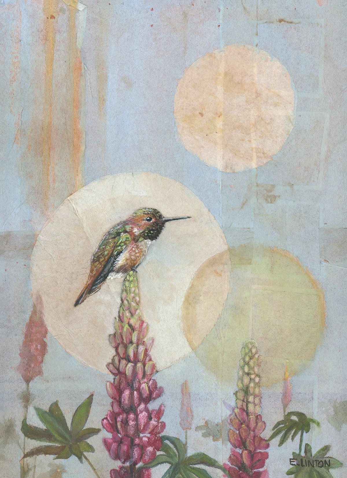 Calling on the lupine lady