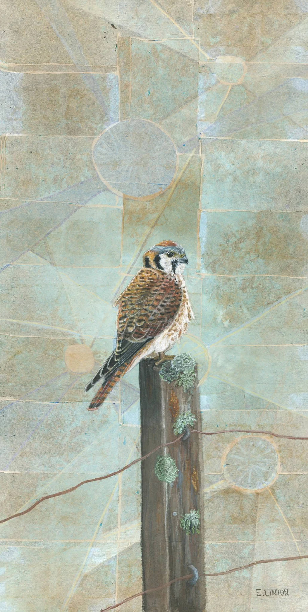 American Kestrel