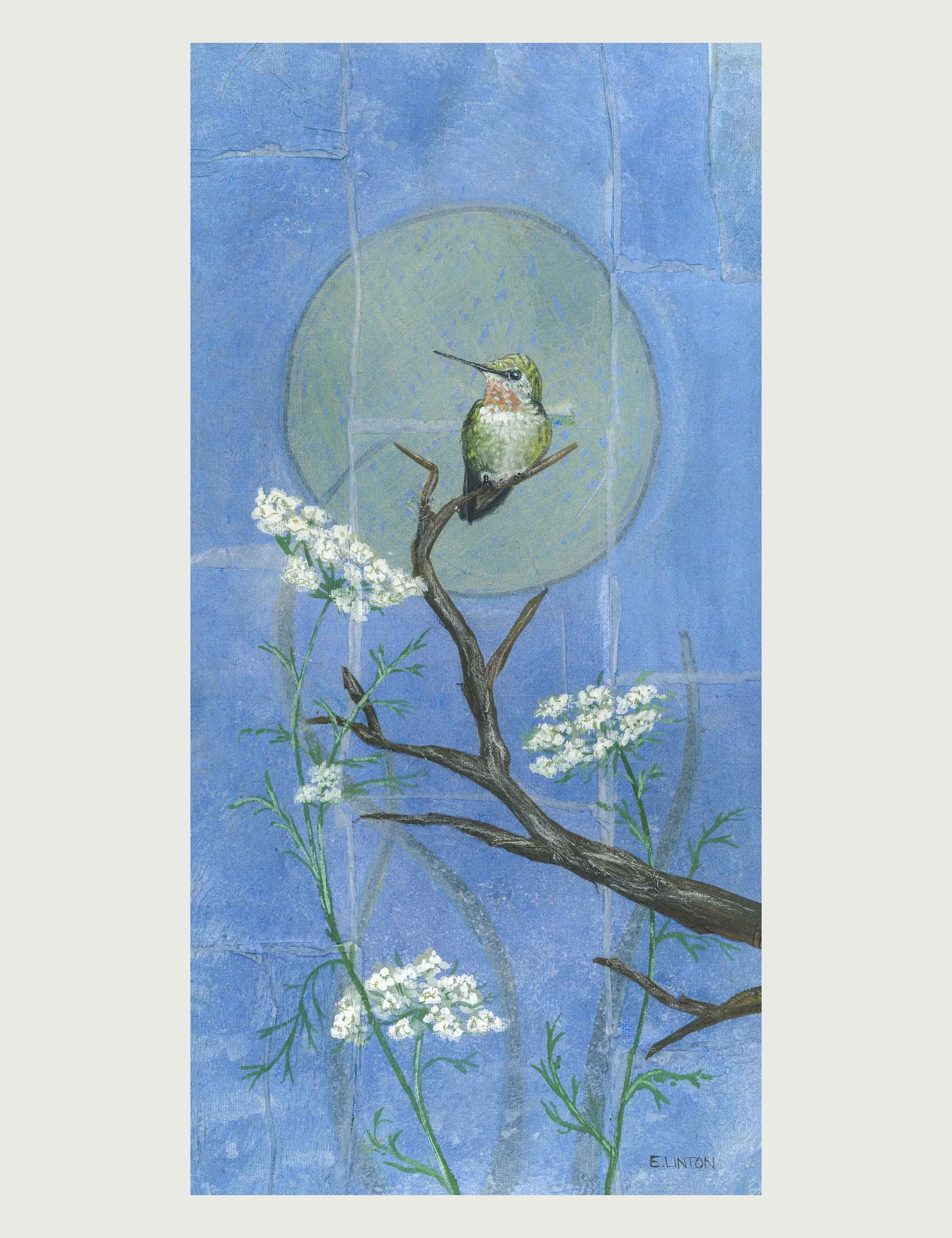 Anna's Hummingbird 
