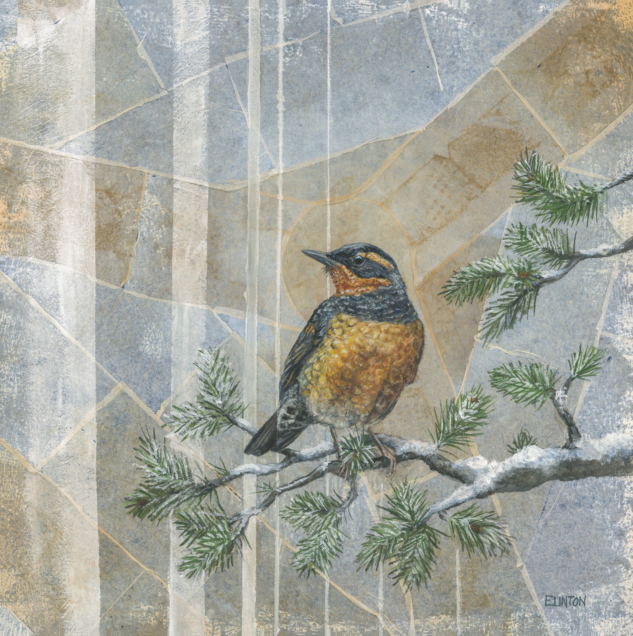 Varied Thrush 