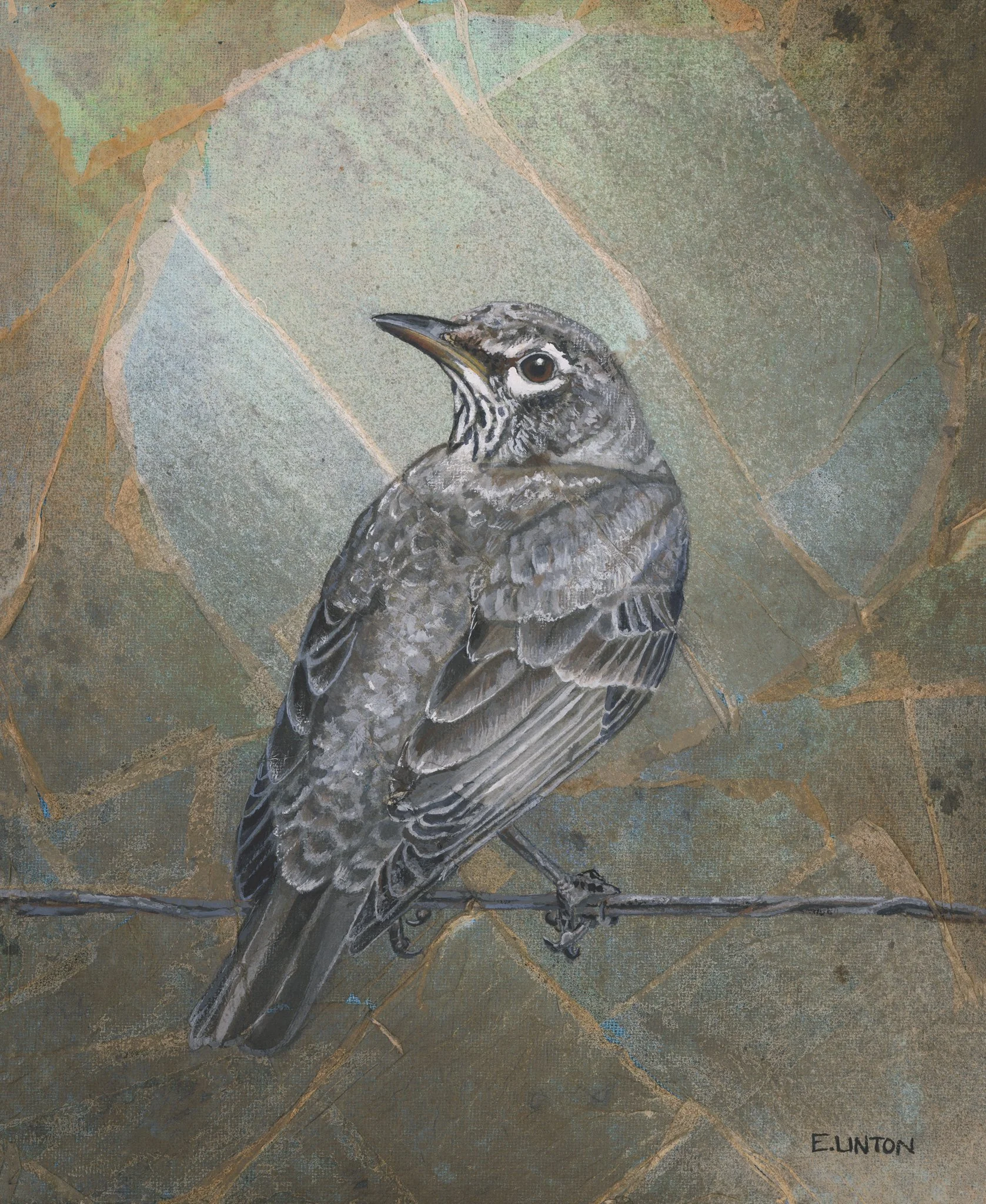 American Robin