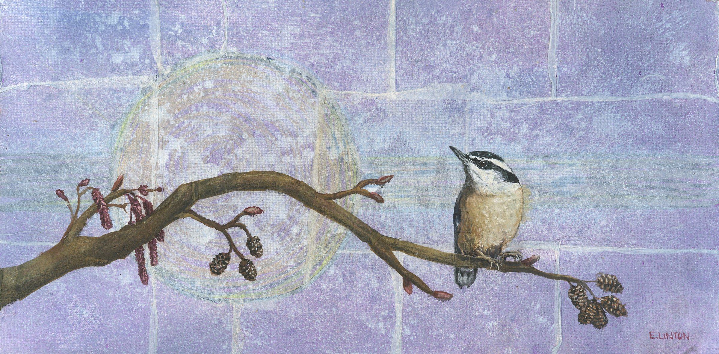 Red-breasted Nuthatch 