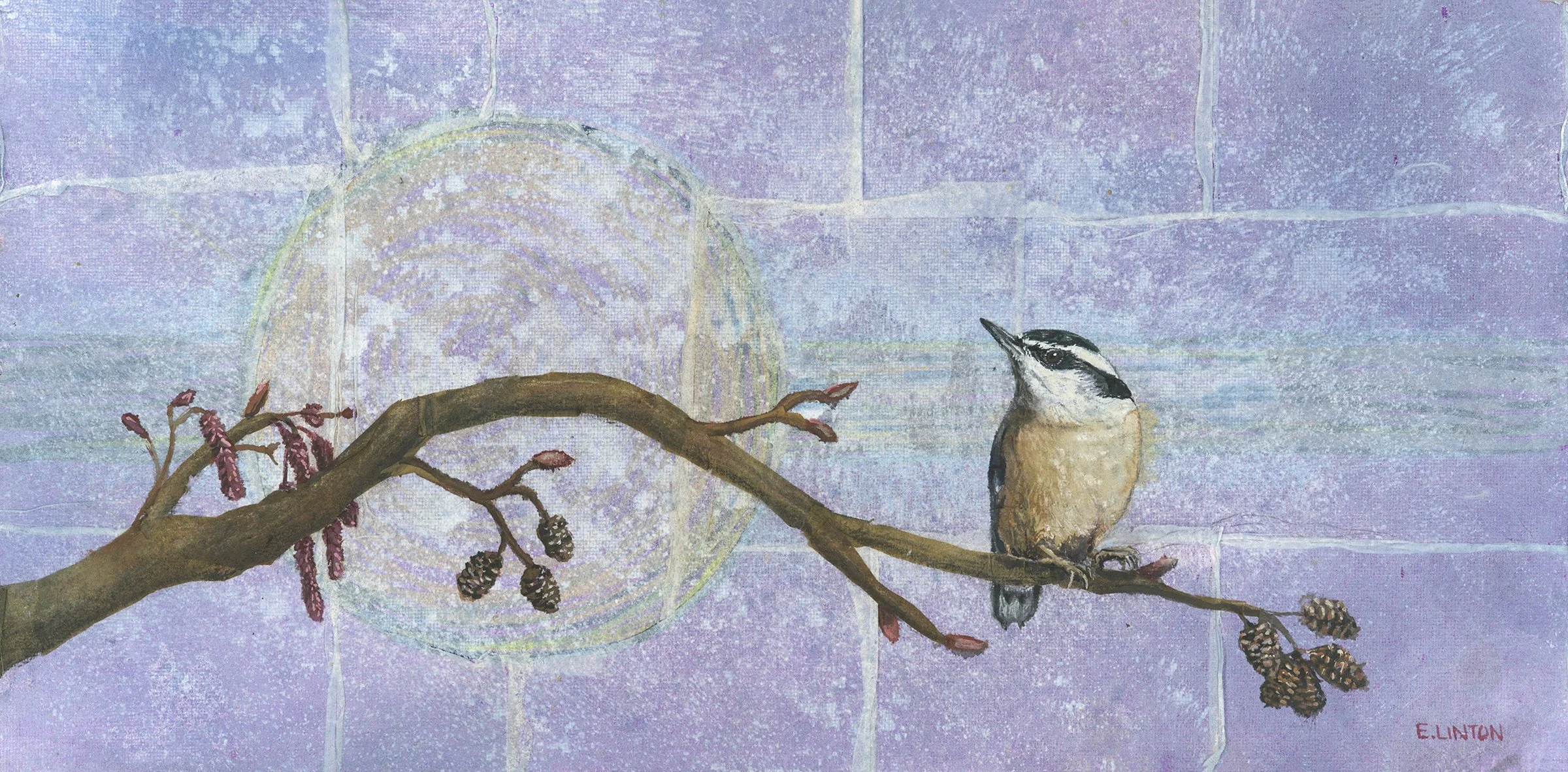 Red-breasted Nuthatch