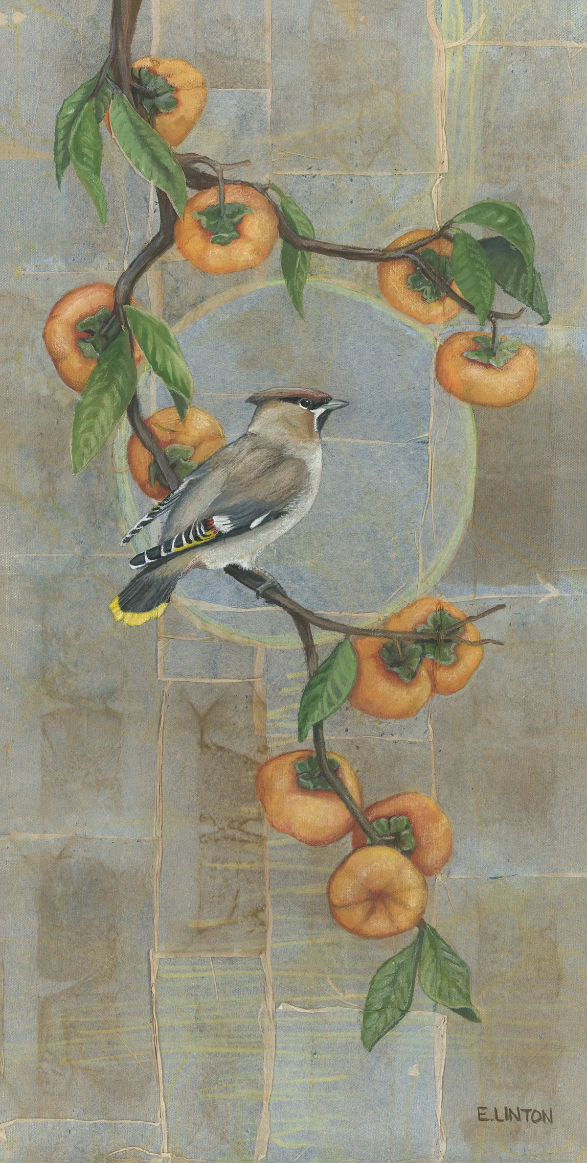 Bohemian Waxwing 